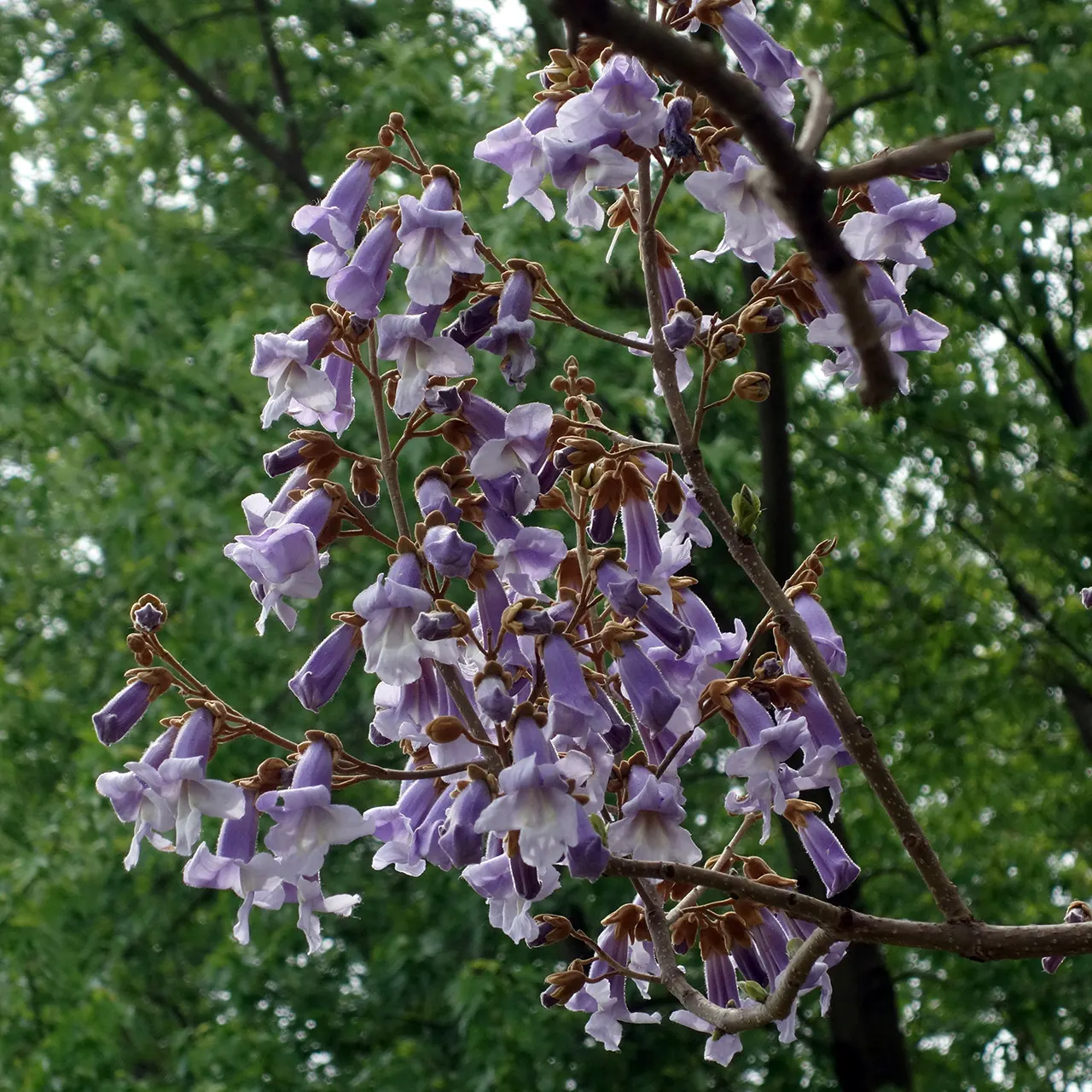 Empress Tree (Paulownia Tomentosa) — with sizes ranging from 5 to 12 inches across; requires space and light pruning to control its size and avoid, image 80