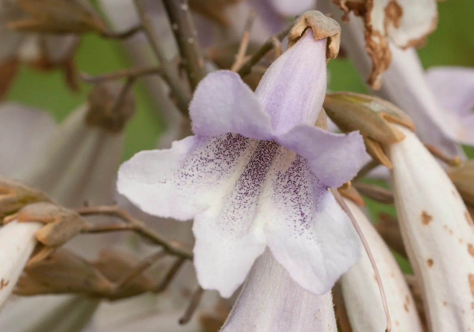Empress Tree (Paulownia Tomentosa) — showy lavender flowers that blossom in spring; offering a dense canopy that provides ample shade in the summer, image 78