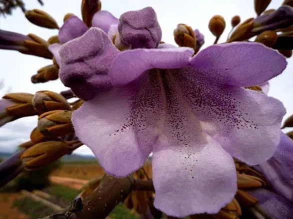 Empress Tree (Paulownia Tomentosa) — showy lavender flowers that blossom in spring
