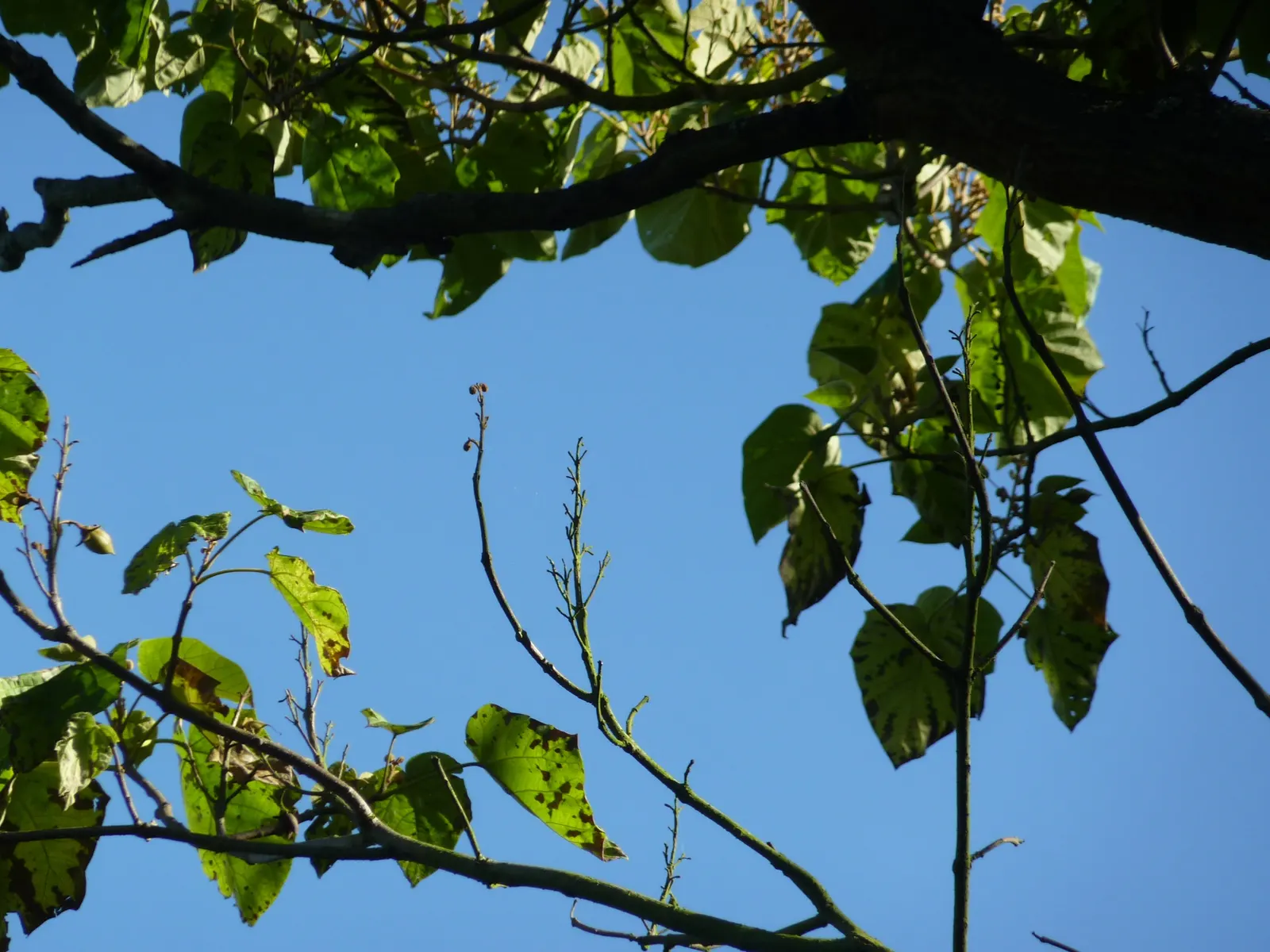 Empress Tree (Paulownia Tomentosa) — Requires space and light pruning to control its size and avoid self-seeding, as it can become invasive, image 51
