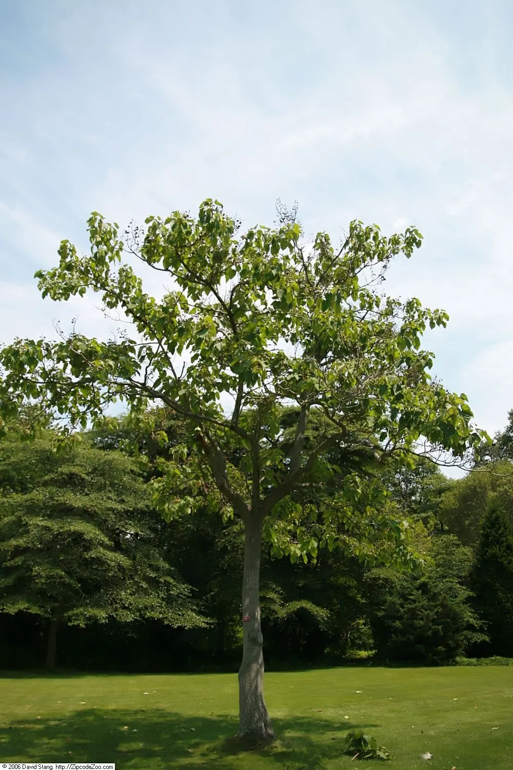 Empress Tree (Paulownia Tomentosa) — this species prefers moist