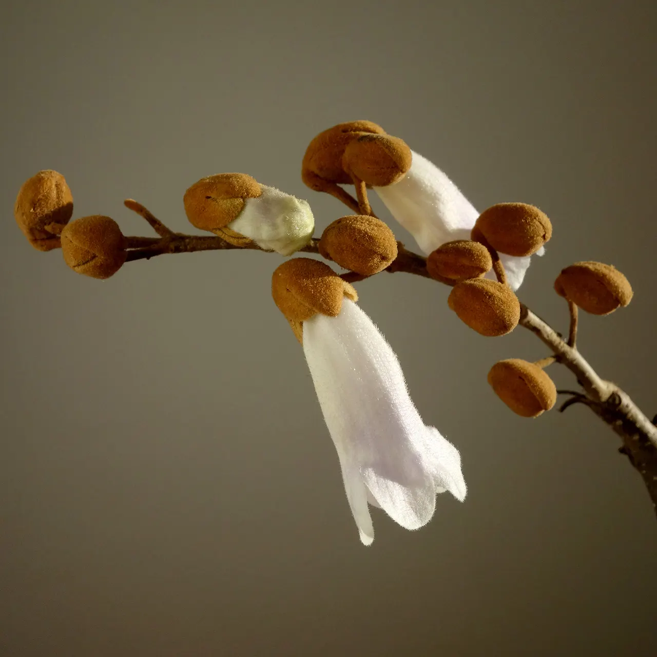 Empress Tree (Paulownia Tomentosa) — with a widespread canopy extending to 30 to 40 feet at maturity