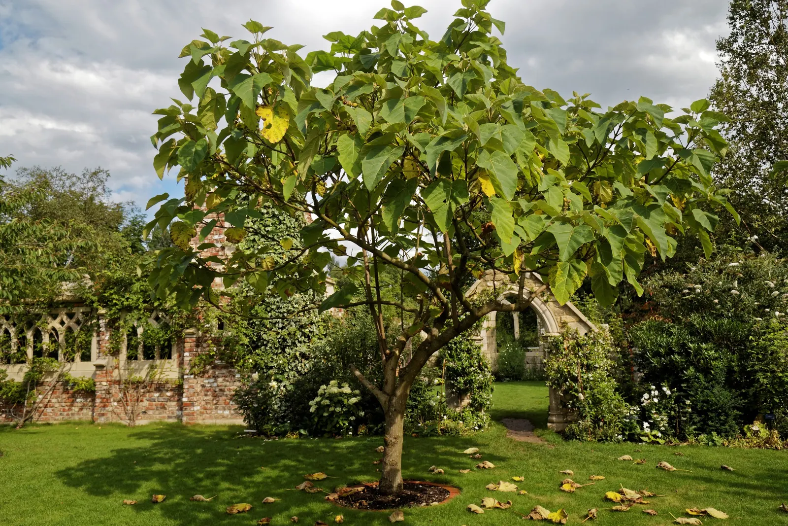 Empress Tree (Paulownia Tomentosa) — It is adaptable but favors well-drained soils; this species prefers moist, image 50