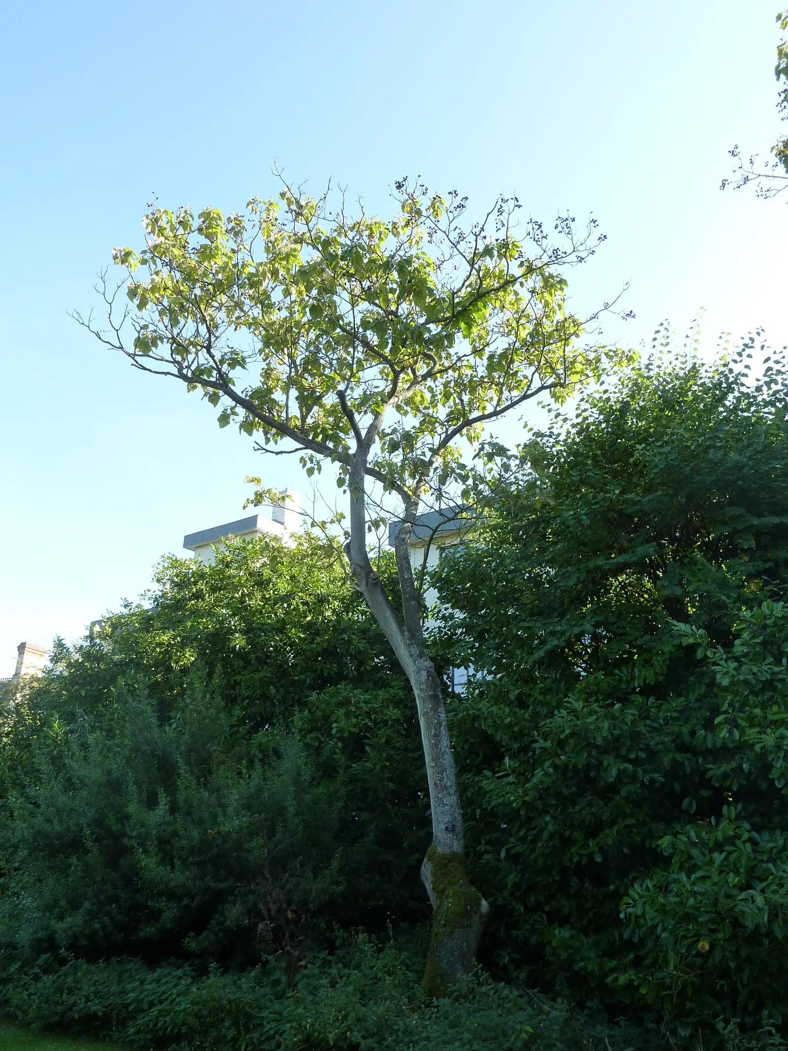 Empress Tree (Paulownia Tomentosa) — The Empress Tree (Paulownia tomentosa)
