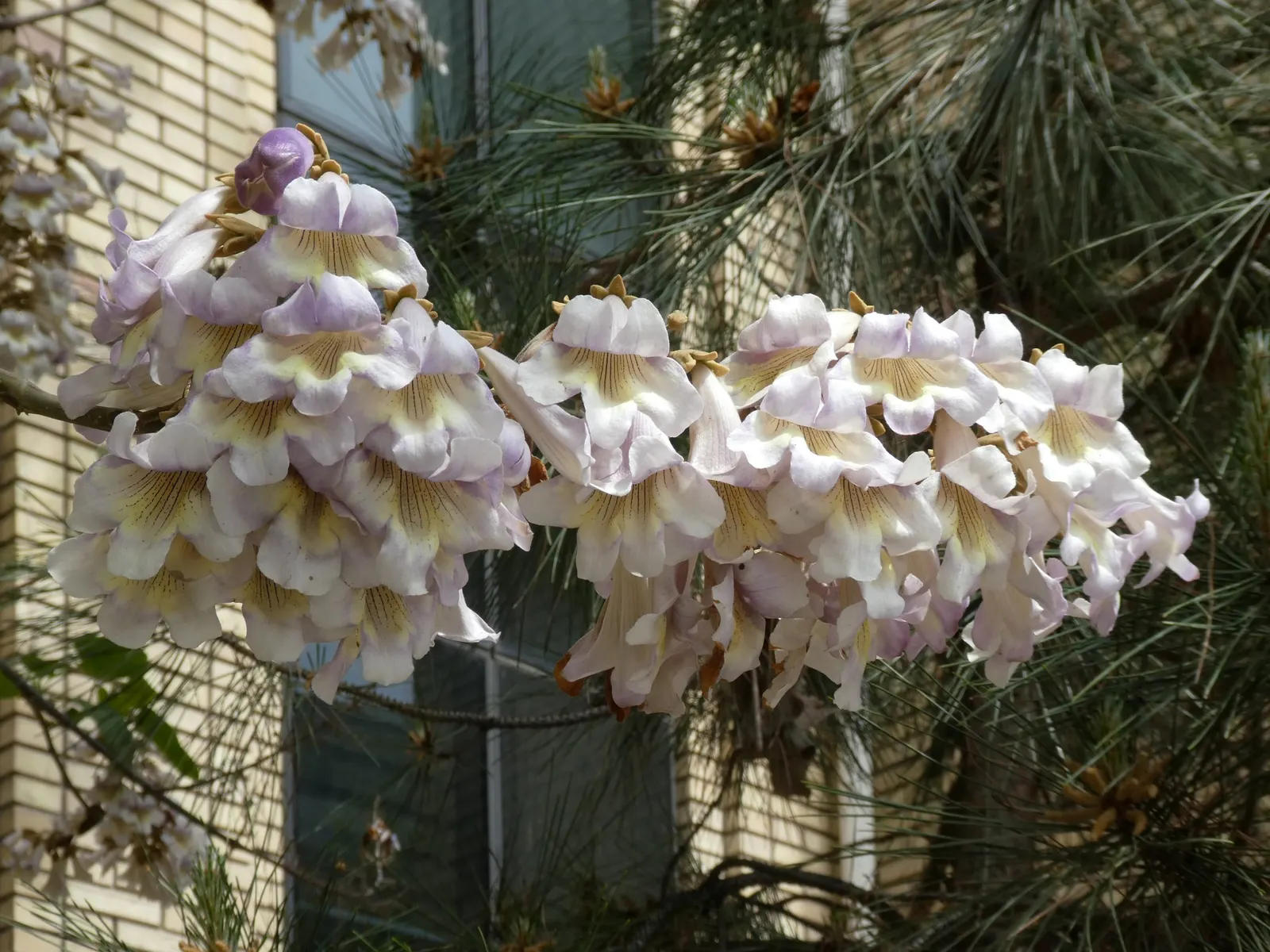 Empress Tree (Paulownia Tomentosa) — reaching up to 40-50 ft tall with a spread of 30-40 ft; with a widespread canopy extending to 30 to 40 feet at, image 68