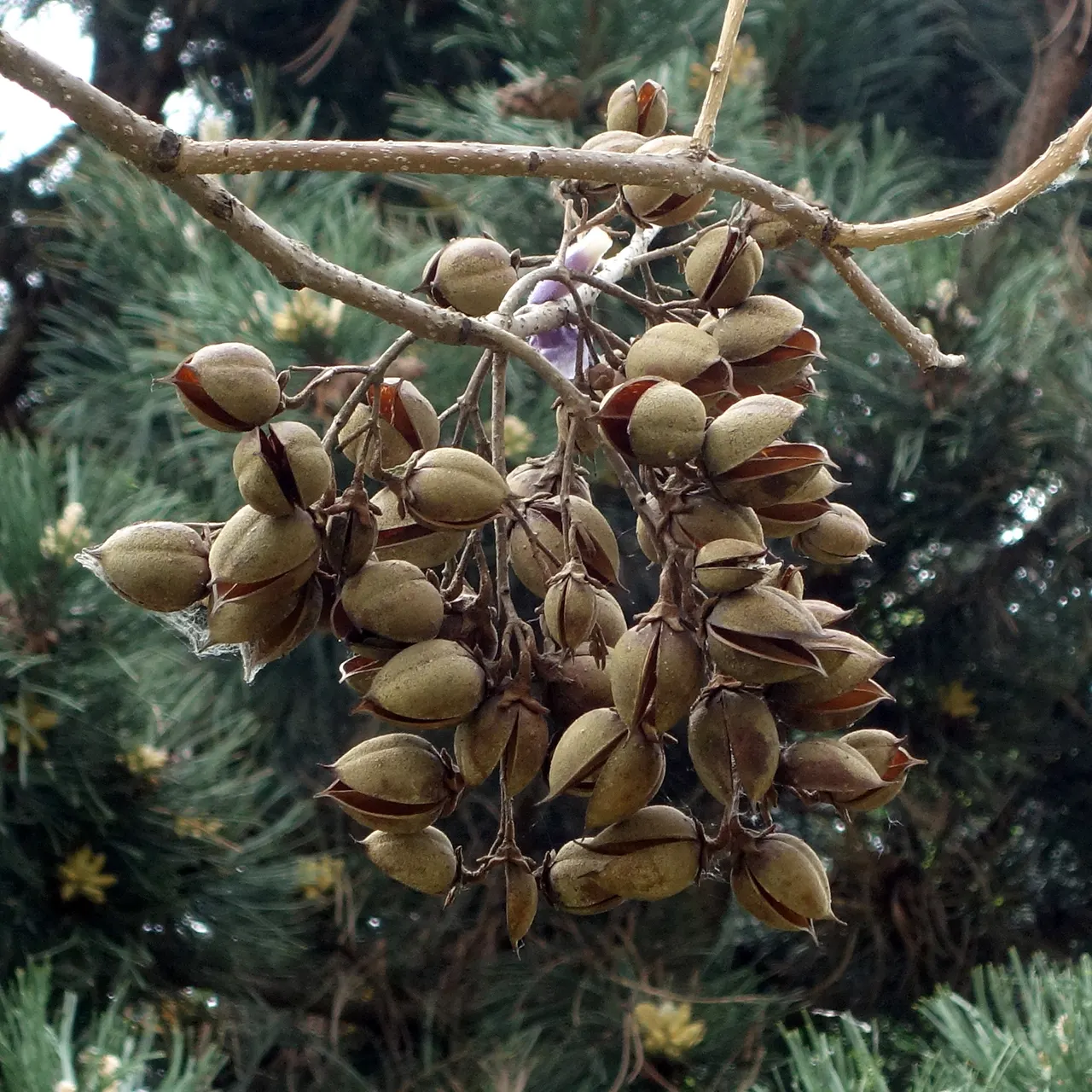 Empress Tree (Paulownia Tomentosa) — reaching up to 40-50 ft tall with a spread of 30-40 ft; with a widespread canopy extending to 30 to 40 feet at maturity