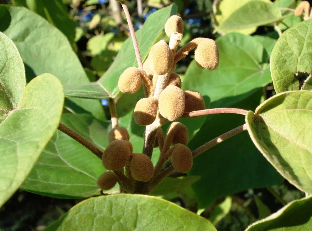 Empress Tree (Paulownia Tomentosa) — fragrant lavender blossoms in spring