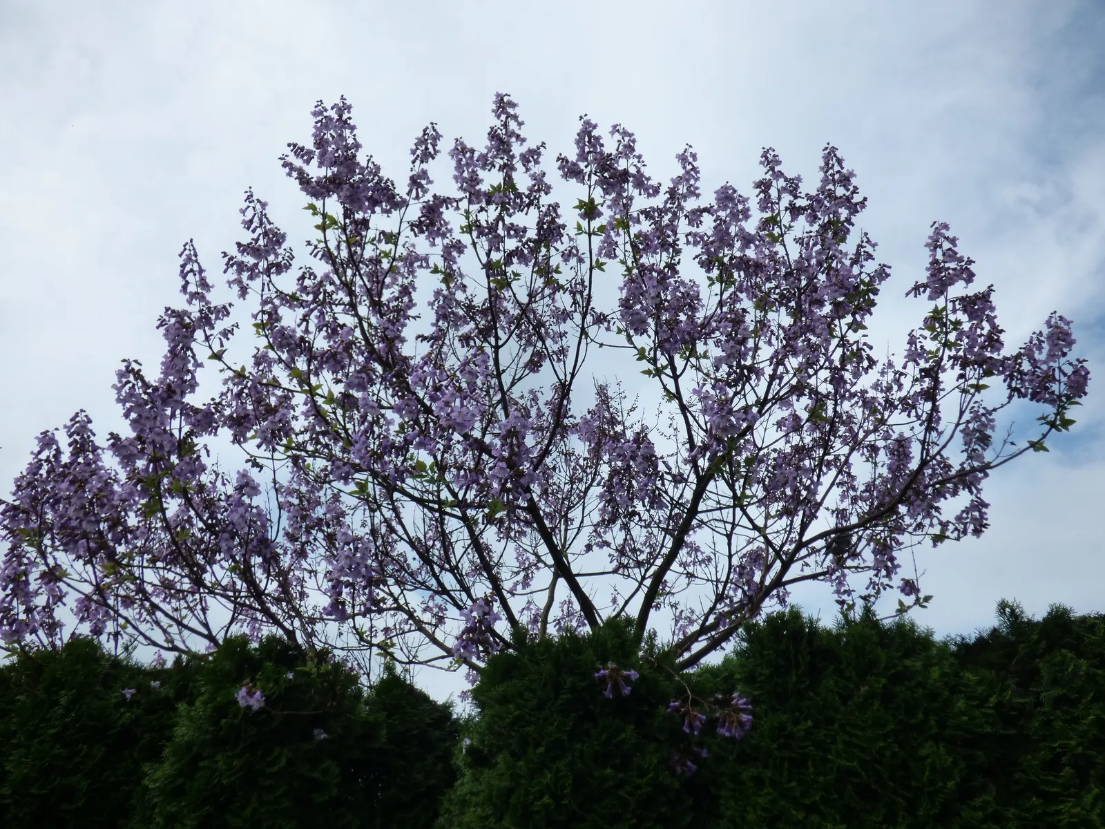 Empress Tree (Paulownia Tomentosa) — It is adaptable but favors well-drained soils; this species prefers moist