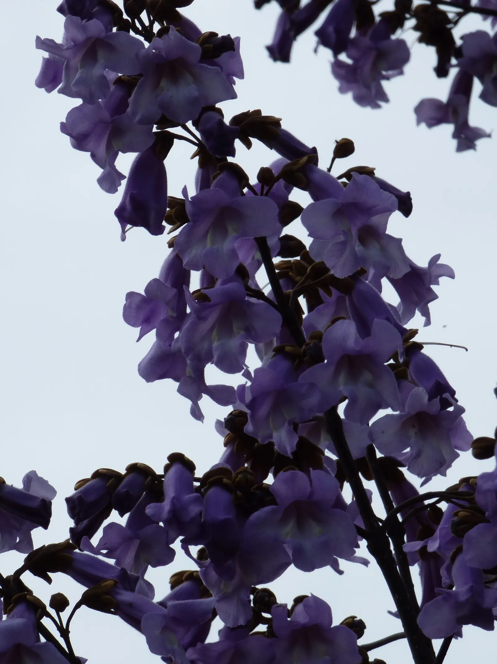 Empress Tree (Paulownia Tomentosa) — Known for its large heart-shaped leaves and showy; well-drained soils with a pH level between 5.5 and 7.0, image 69