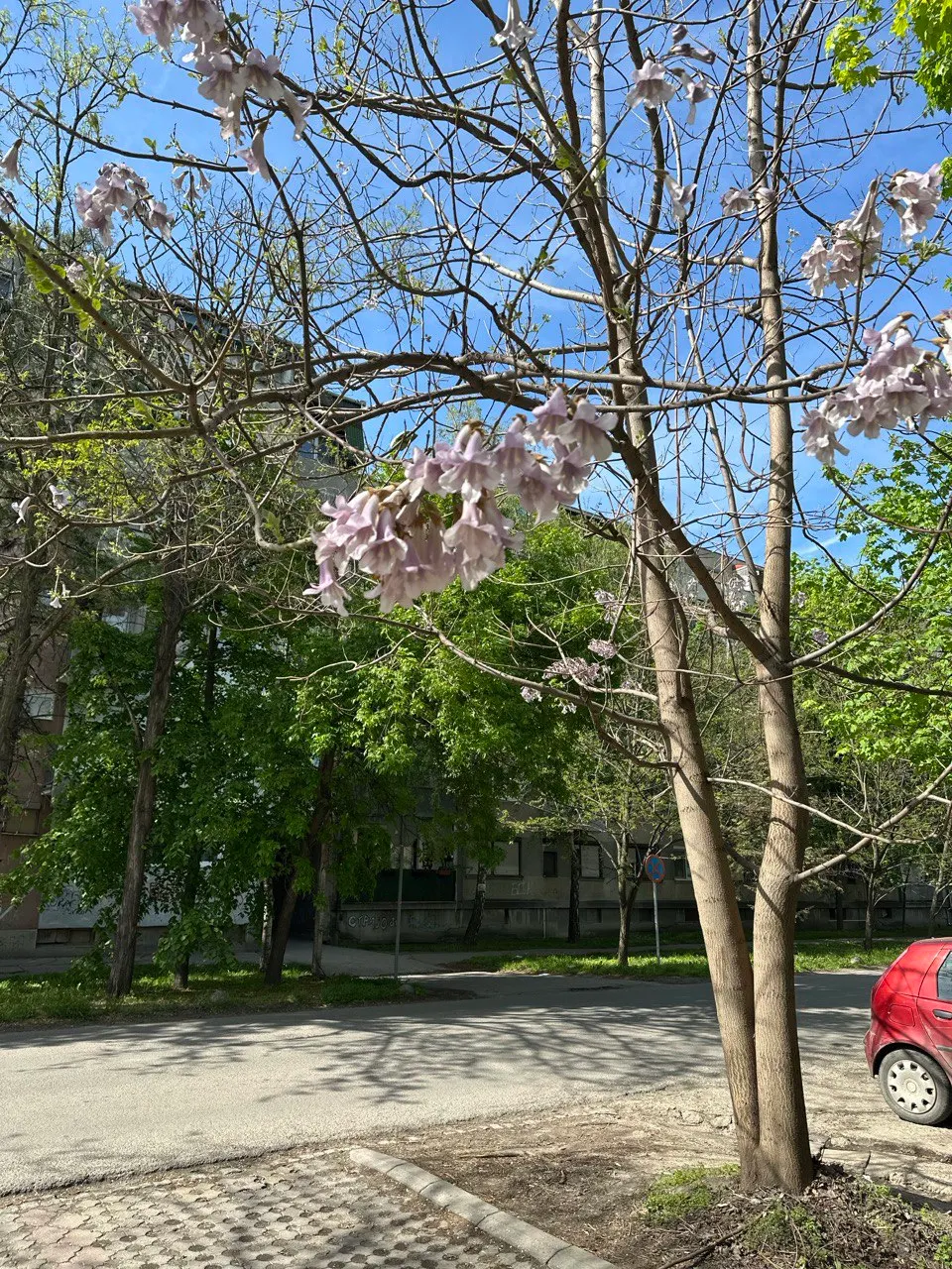 Empress Tree (Paulownia Tomentosa) — Though adaptable to a variety of soil conditions