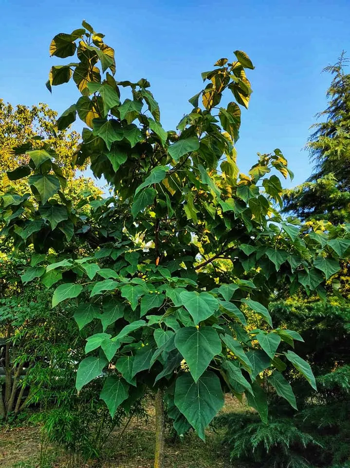 Empress Tree (Paulownia Tomentosa) — commonly thrives in USDA hardiness zones 5 through 8; and is renowned for its astonishing growth rate and, image 96