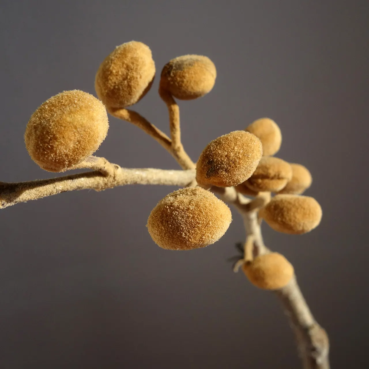 Empress Tree (Paulownia Tomentosa) — commonly thrives in USDA hardiness zones 5 through 8