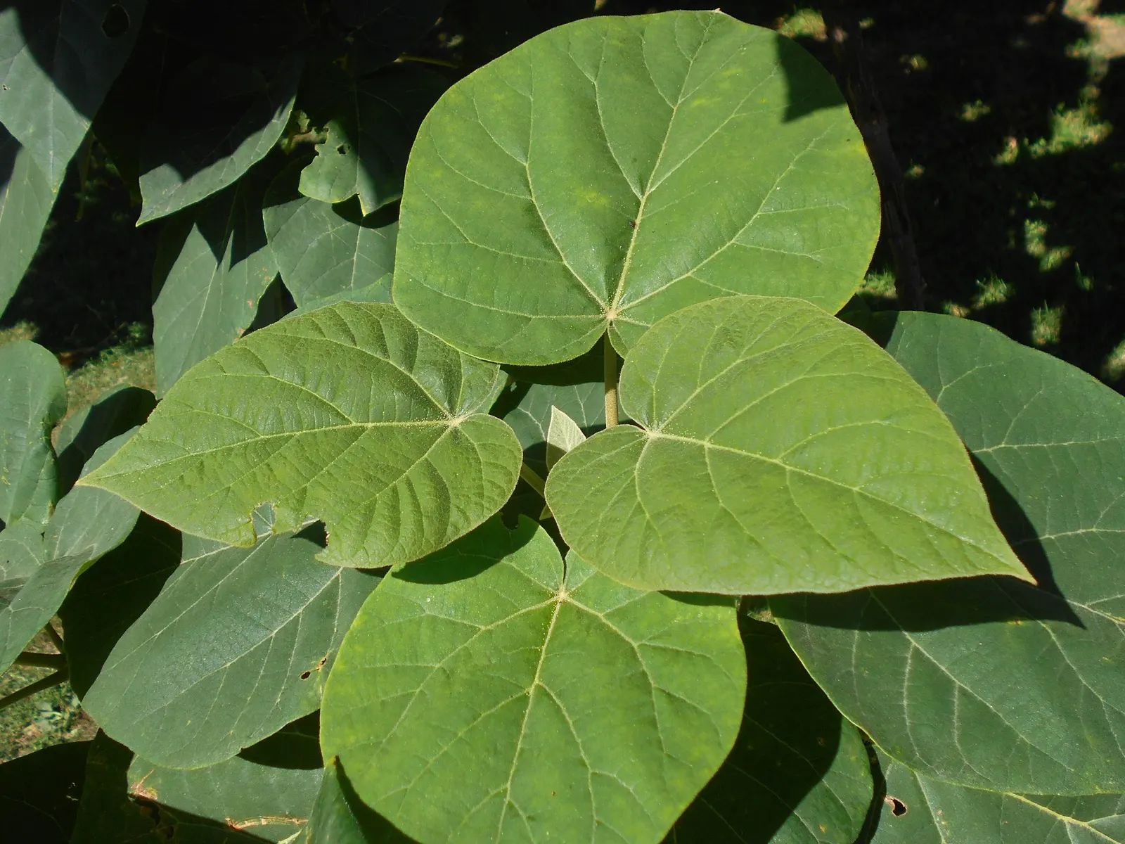 Empress Tree (Paulownia Tomentosa) — this tree prefers full sun; this deciduous tree can soar to heights ranging from 30 to 50 feet, image 49