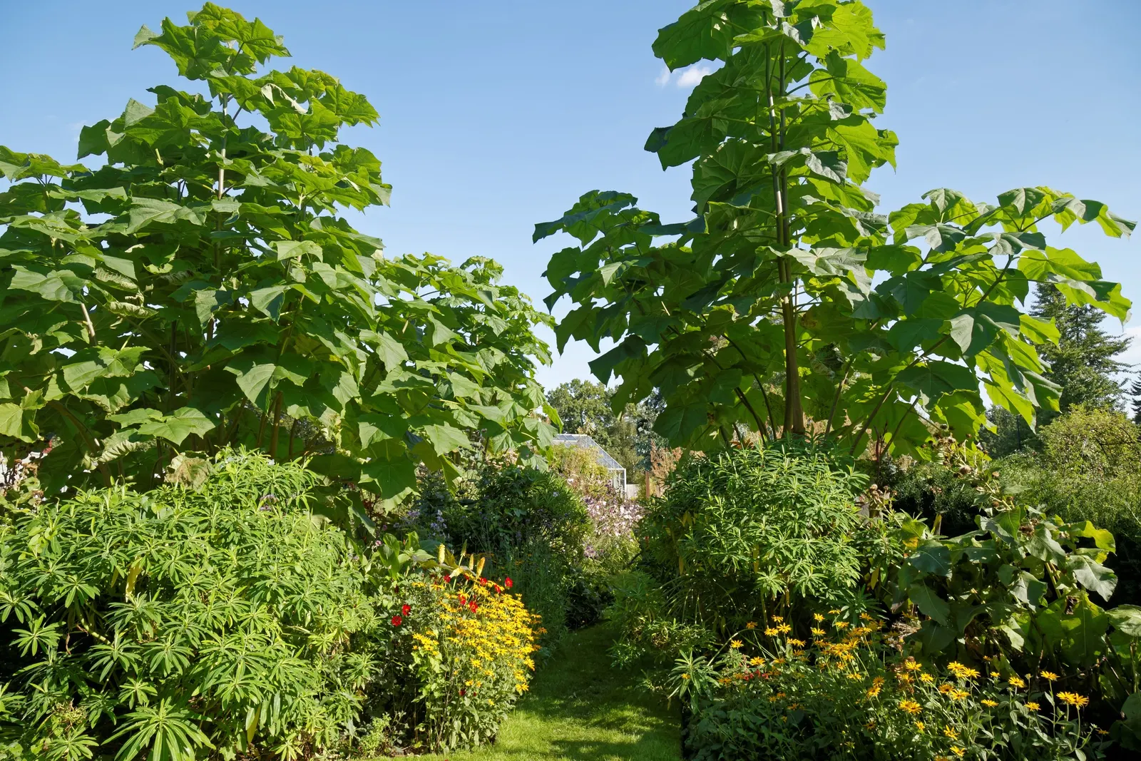 Empress Tree (Paulownia Tomentosa) — and is renowned for its astonishing growth rate and impressive canopy; though adaptable to a variety of soil conditions