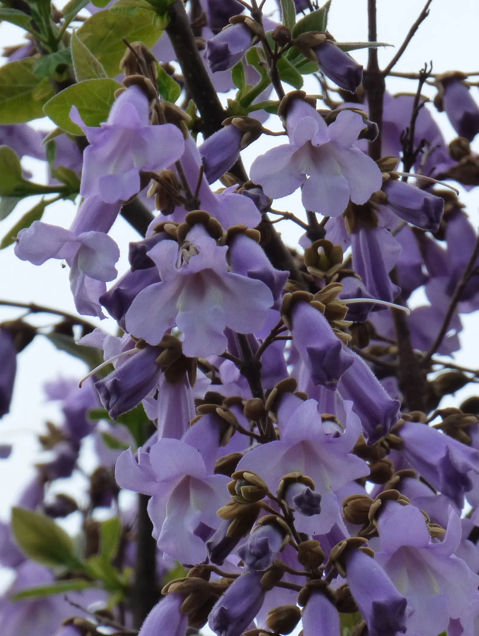 Empress Tree (Paulownia Tomentosa) — The Empress Tree (Paulownia tomentosa); fragrant lavender blossoms in spring, image 89
