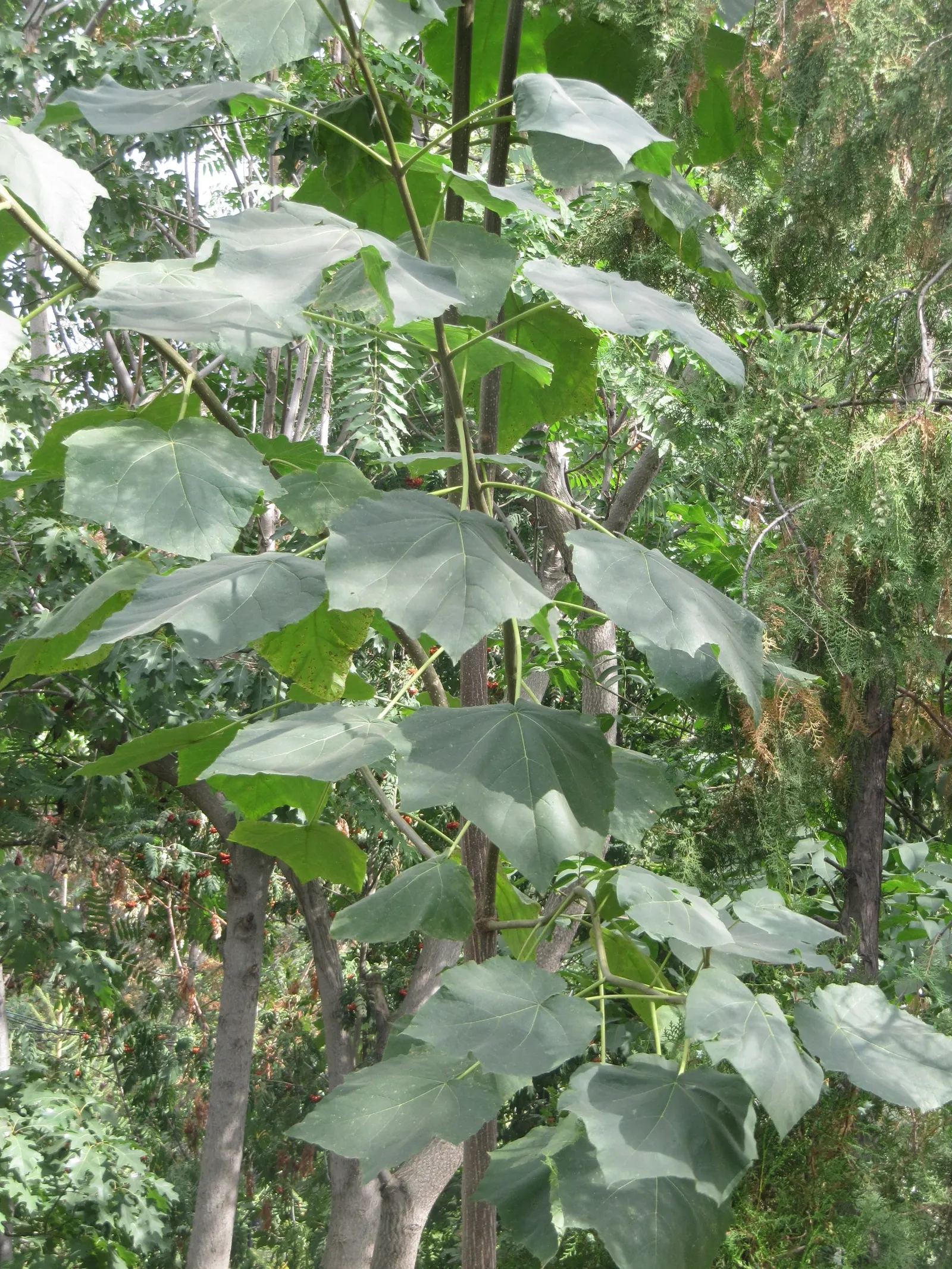 Empress Tree (Paulownia Tomentosa) — showy lavender flowers that blossom in spring; offering a dense canopy that provides ample shade in the summer, image 56