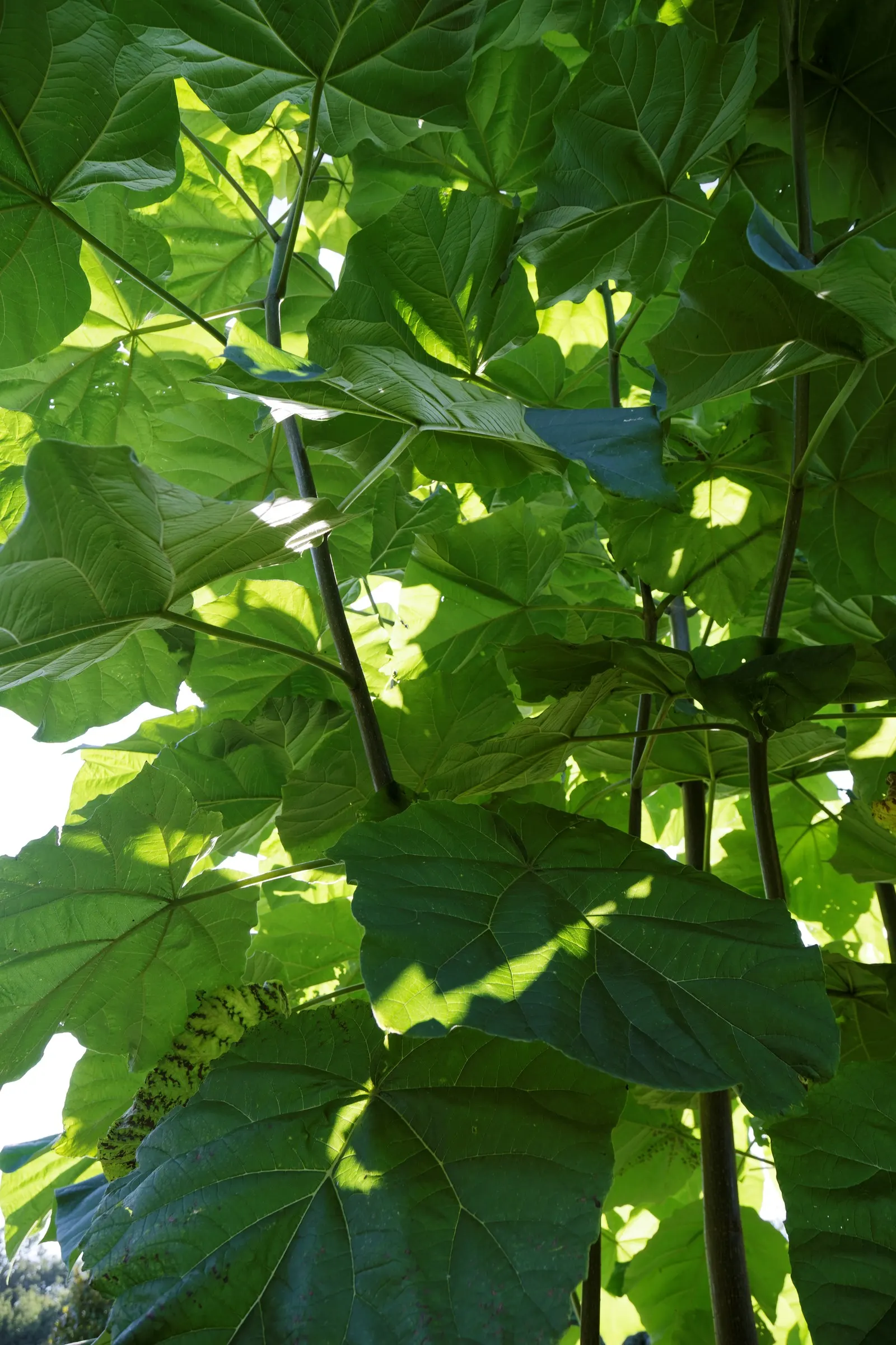 Empress Tree (Paulownia Tomentosa) — Known for its large heart-shaped leaves and showy