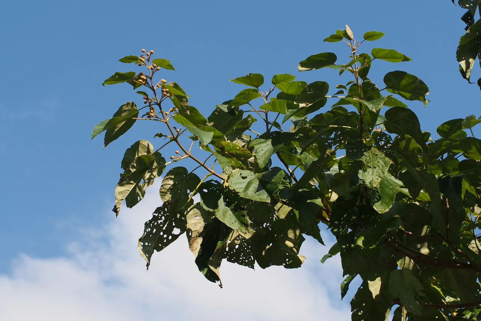 Empress Tree (Paulownia Tomentosa) — It is adaptable but favors well-drained soils; this species prefers moist, image 72