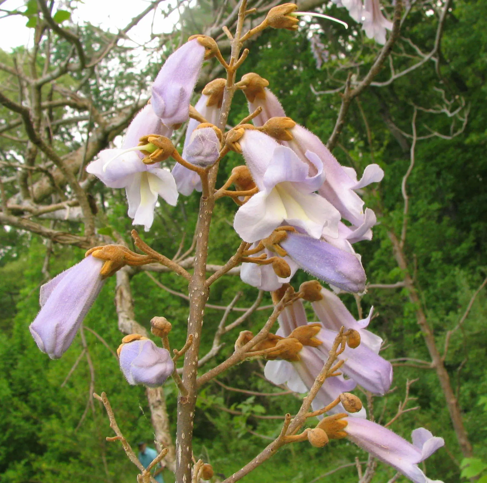 Empress Tree (Paulownia Tomentosa) — This deciduous tree can soar to heights ranging from 30 to 50 feet; the Empress Tree (Paulownia tomentosa), image 54