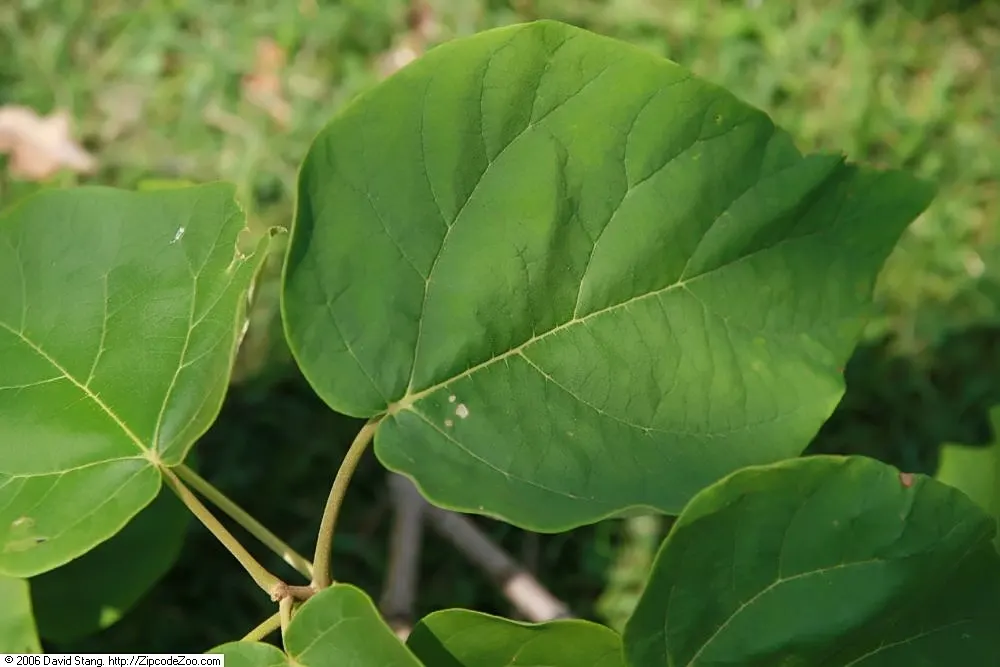 Empress Tree (Paulownia Tomentosa) — fragrant lavender blossoms in spring; known for its large heart-shaped leaves and showy, image 48