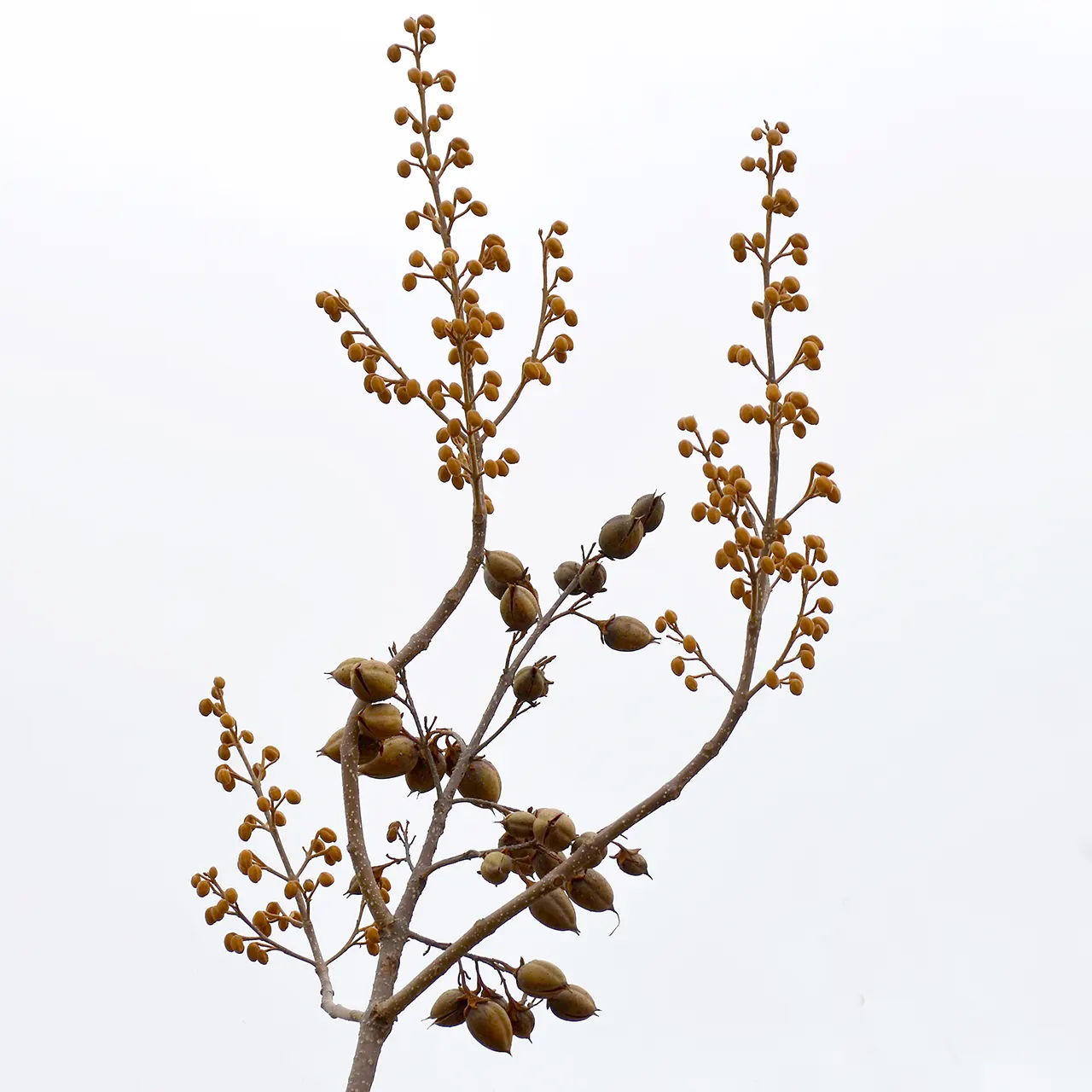 Empress Tree (Paulownia Tomentosa) — The Empress Tree (Paulownia tomentosa); fragrant lavender blossoms in spring, image 45
