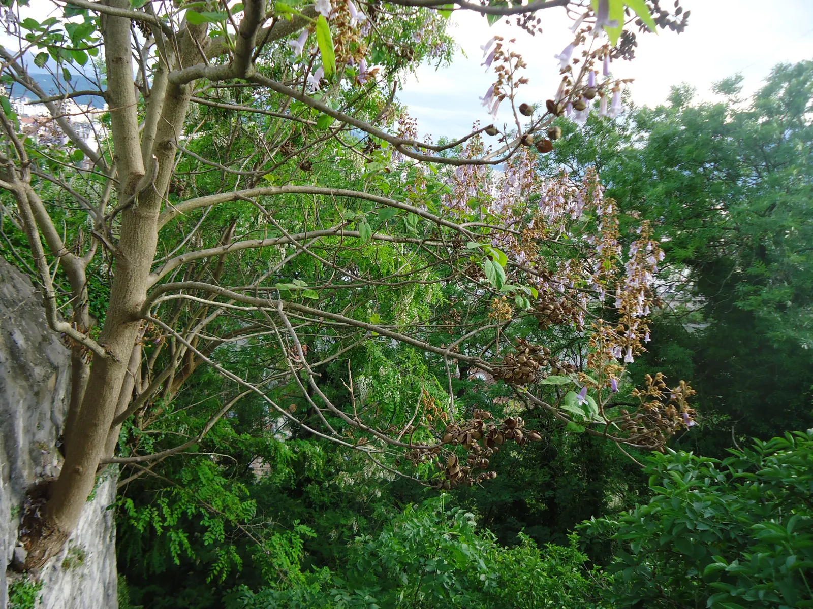 Empress Tree (Paulownia Tomentosa) — This deciduous tree can soar to heights ranging from 30 to 50 feet; the Empress Tree (Paulownia tomentosa), image 76
