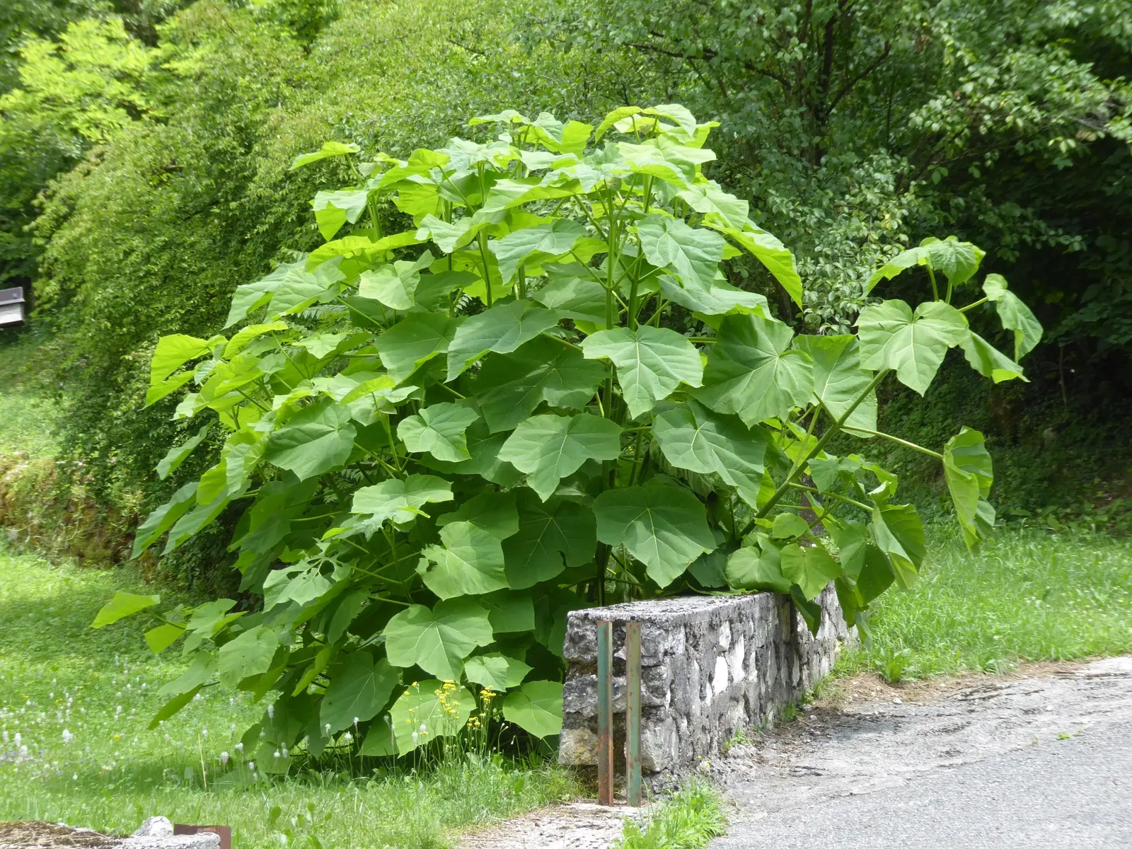 Empress Tree (Paulownia Tomentosa) — commonly thrives in USDA hardiness zones 5 through 8; and is renowned for its astonishing growth rate and, image 74