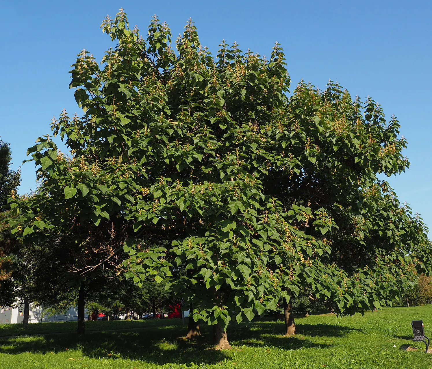 Empress Tree (Paulownia Tomentosa) — The Empress Tree (Paulownia tomentosa); fragrant lavender blossoms in spring