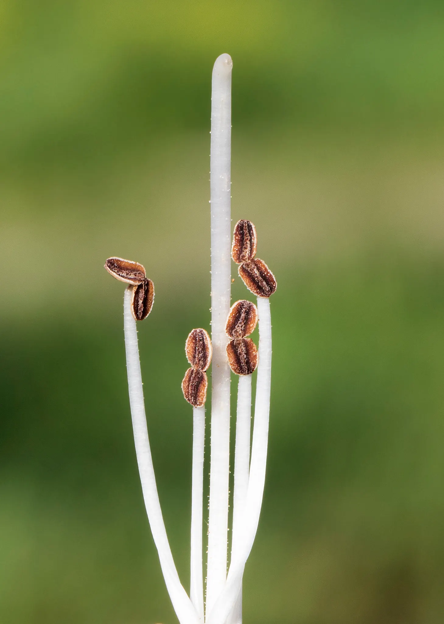 Empress Tree (Paulownia Tomentosa) — Known for its large heart-shaped leaves and showy; well-drained soils with a pH level between 5.5 and 7.0, image 91