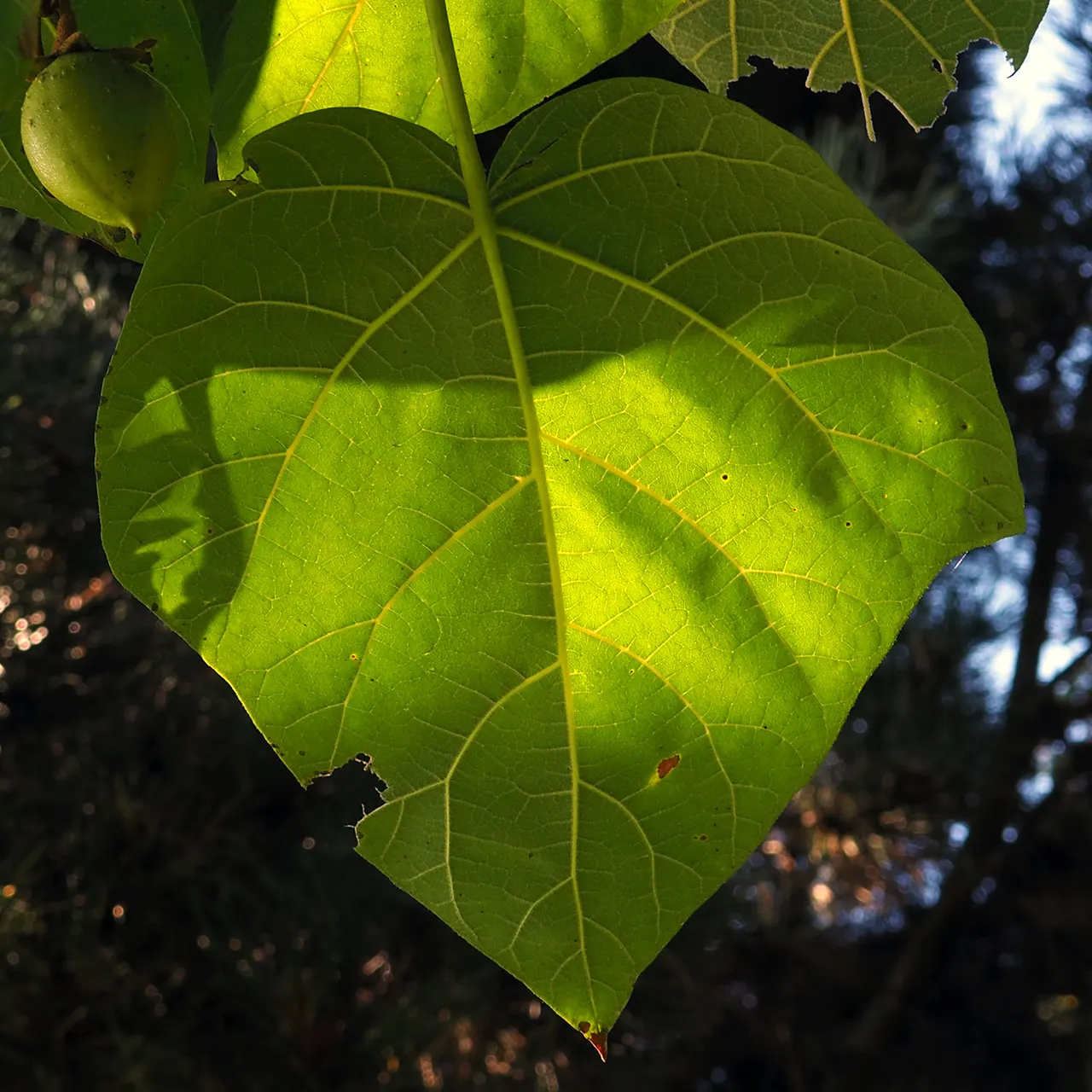 Empress Tree (Paulownia Tomentosa) — This deciduous tree can soar to heights ranging from 30 to 50 feet; the Empress Tree (Paulownia tomentosa), image 98