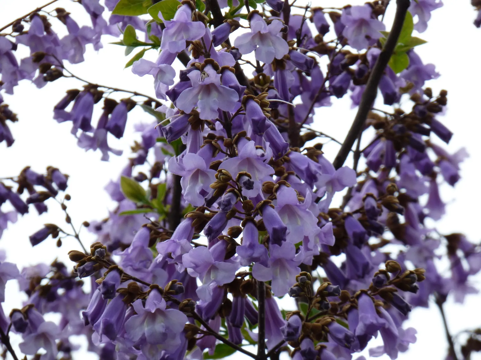 Empress Tree (Paulownia Tomentosa) — tree with lavender blooms; showy lavender flowers that blossom in spring