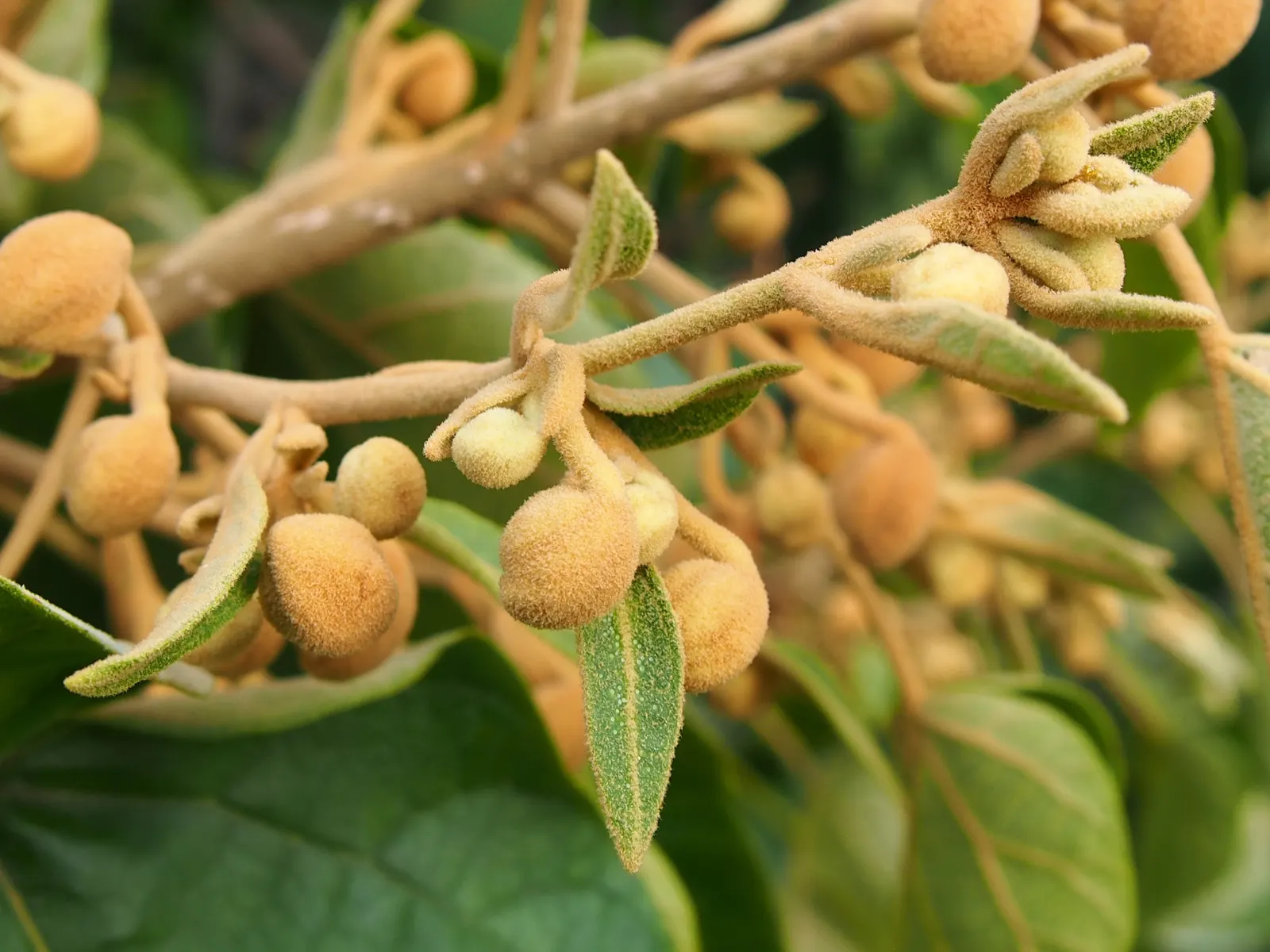 Empress Tree (Paulownia Tomentosa) — It is adaptable but favors well-drained soils; this species prefers moist, image 94