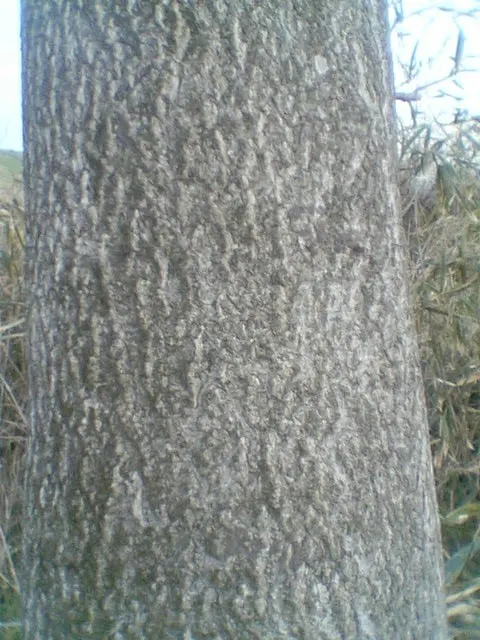Empress Tree (Paulownia Tomentosa) — tree for full