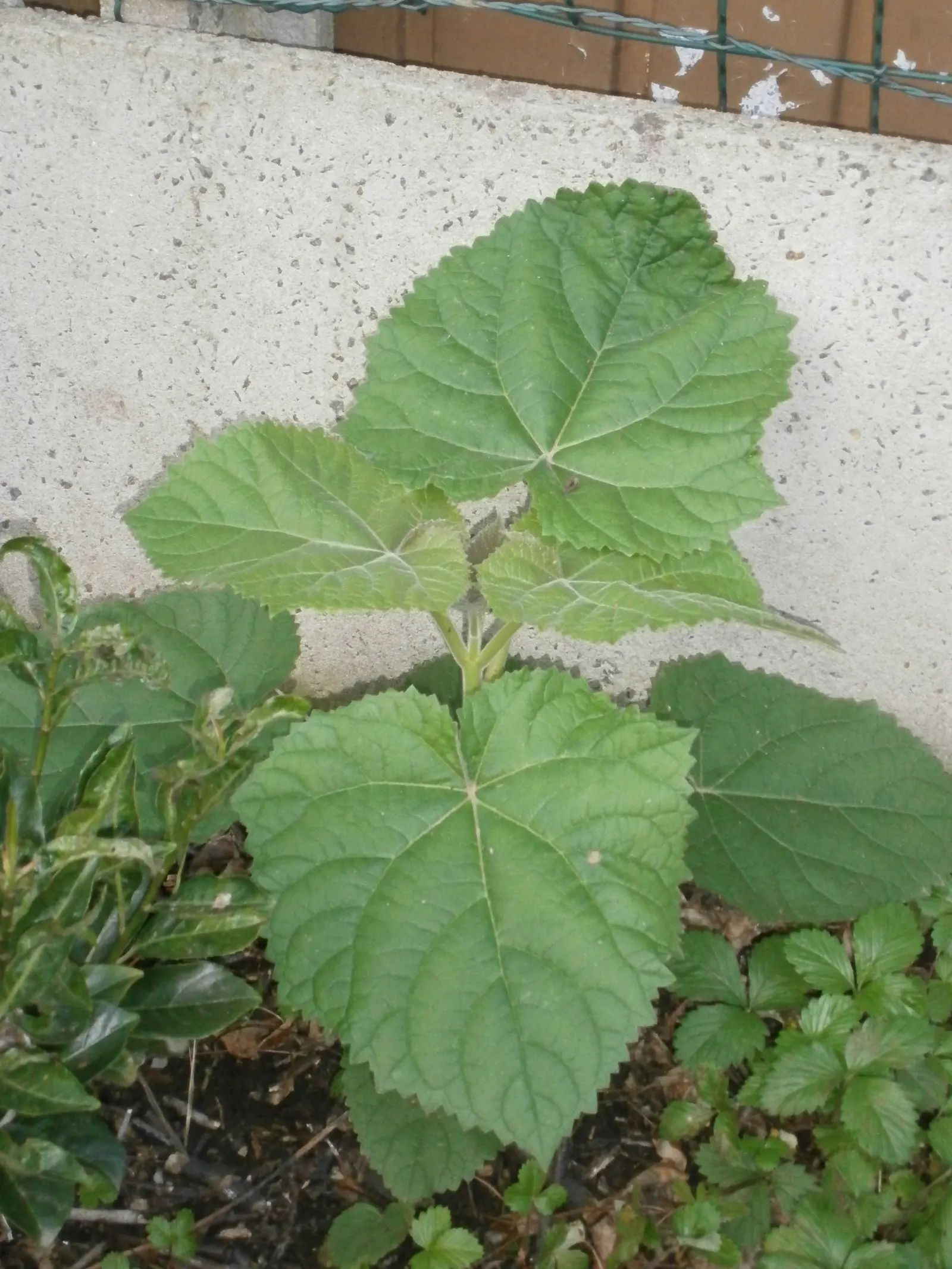 Empress Tree (Paulownia Tomentosa) — showy lavender flowers that blossom in spring; offering a dense canopy that provides ample shade in the summer, image 100