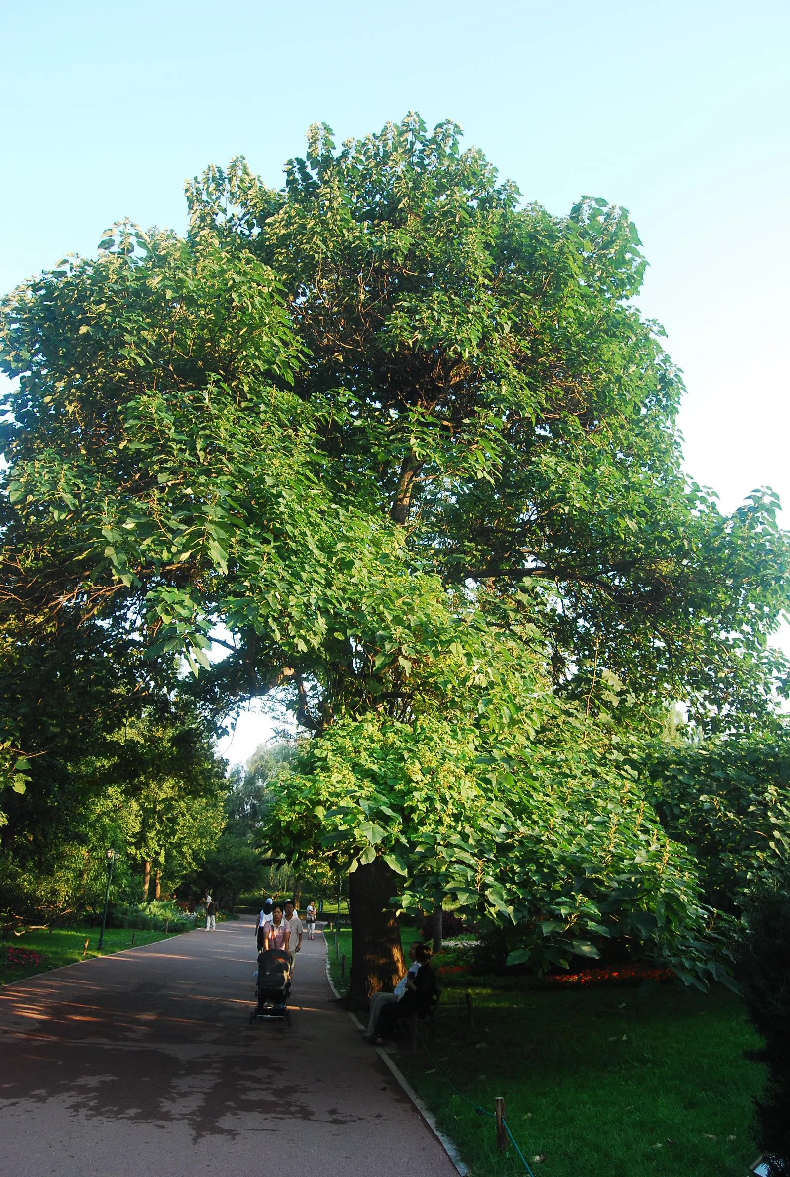 Empress Tree (Paulownia Tomentosa) — this tree prefers full sun