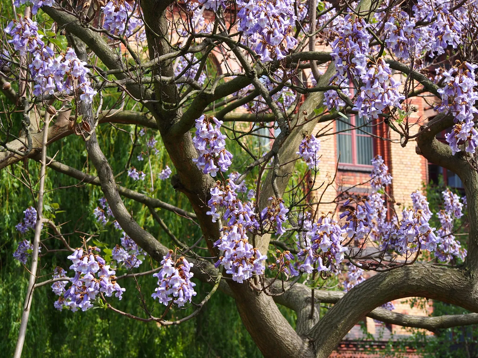 Empress Tree (Paulownia Tomentosa) — with a widespread canopy extending to 30 to 40 feet at maturity; commonly thrives in USDA hardiness zones 5, image 55