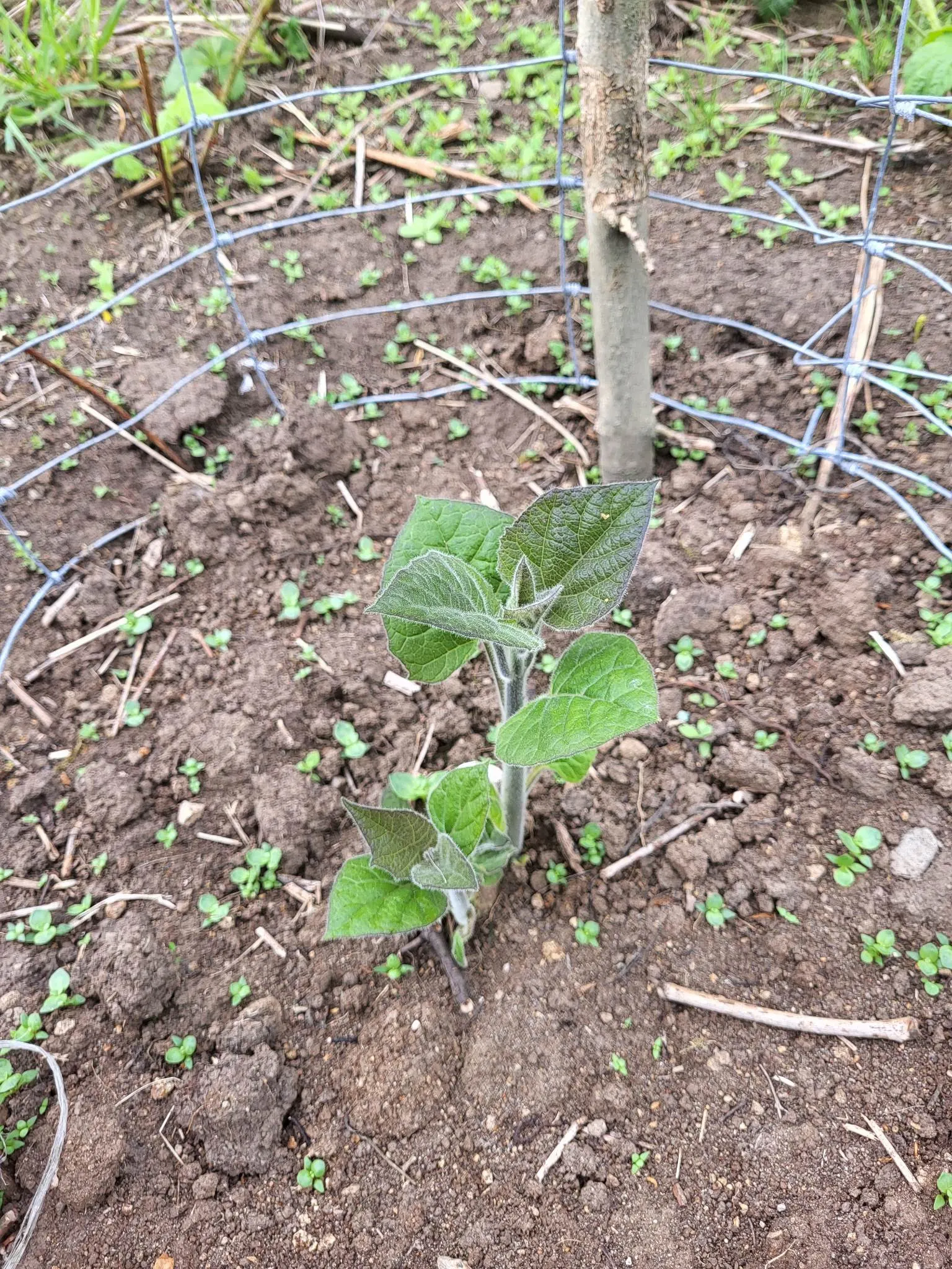 Empress Tree (Paulownia Tomentosa) — tree for full; the Empress Tree is an exceptional choice