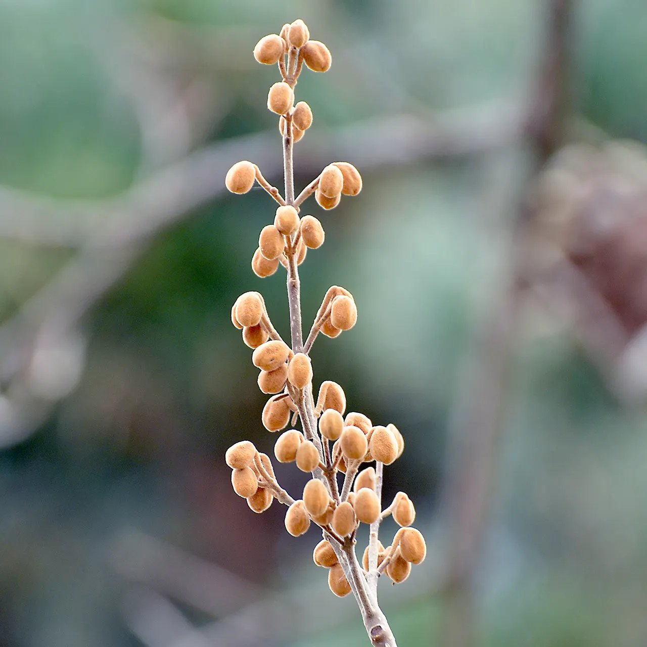 Empress Tree (Paulownia Tomentosa) — fragrant lavender blossoms in spring; known for its large heart-shaped leaves and showy
