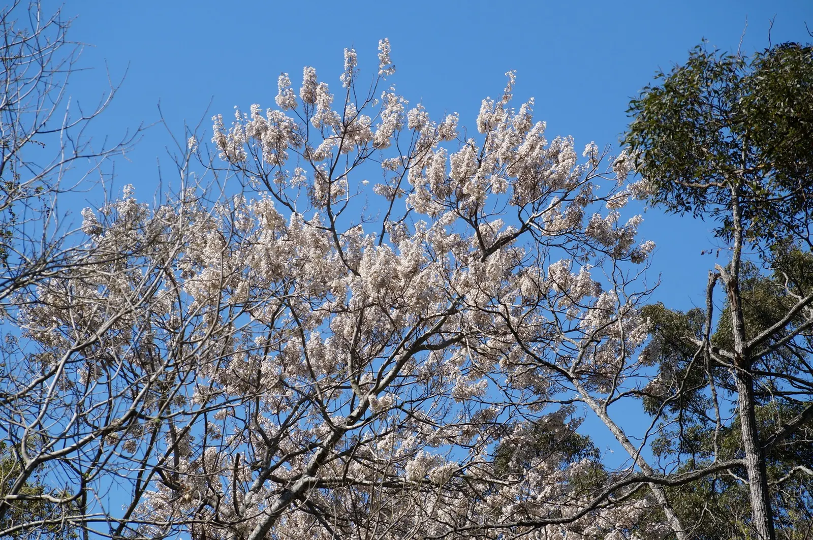 Empress Tree (Paulownia Tomentosa) — lavender flowers in the garden; this tree prefers full sun