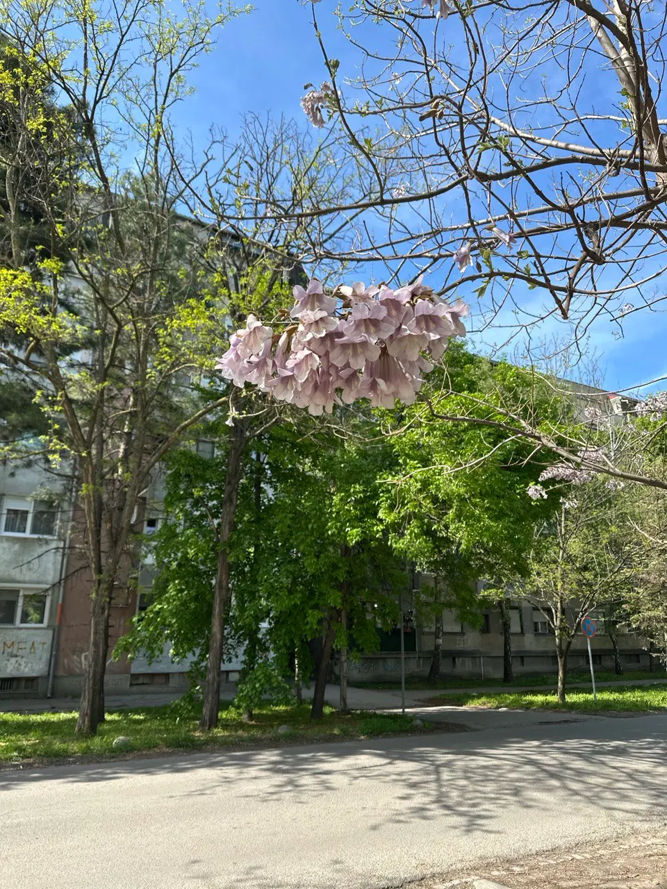 Empress Tree (Paulownia Tomentosa) — Requires space and light pruning to control its size and avoid self-seeding, as it can become invasive; reaching up to