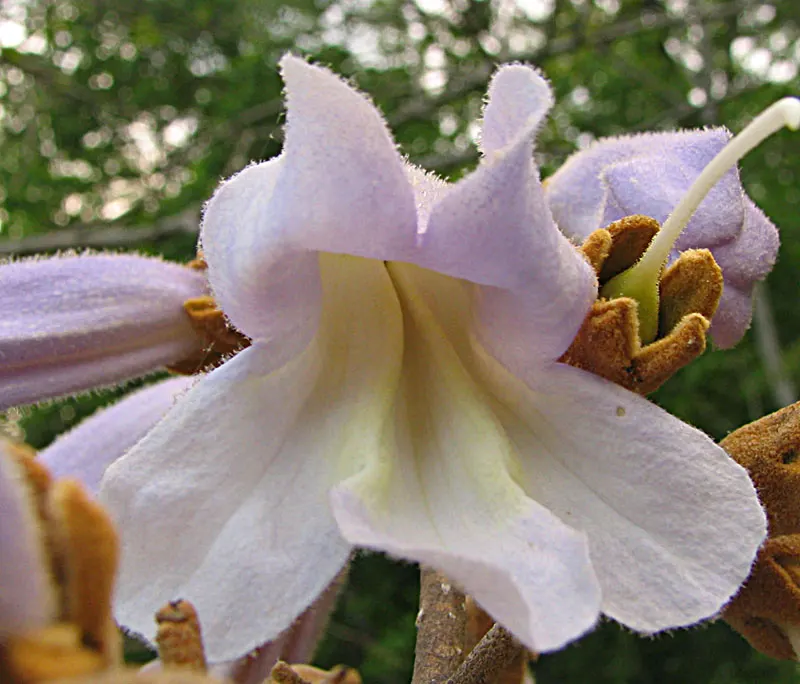 Empress Tree (Paulownia Tomentosa) — and is renowned for its astonishing growth rate and impressive canopy; though adaptable to a variety of soil, image 75