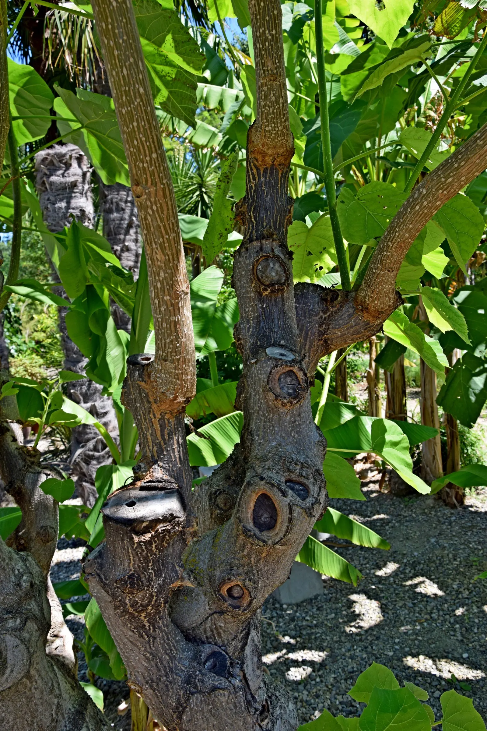 Empress Tree (Paulownia Tomentosa) — with a widespread canopy extending to 30 to 40 feet at maturity; commonly thrives in USDA hardiness zones 5, image 99