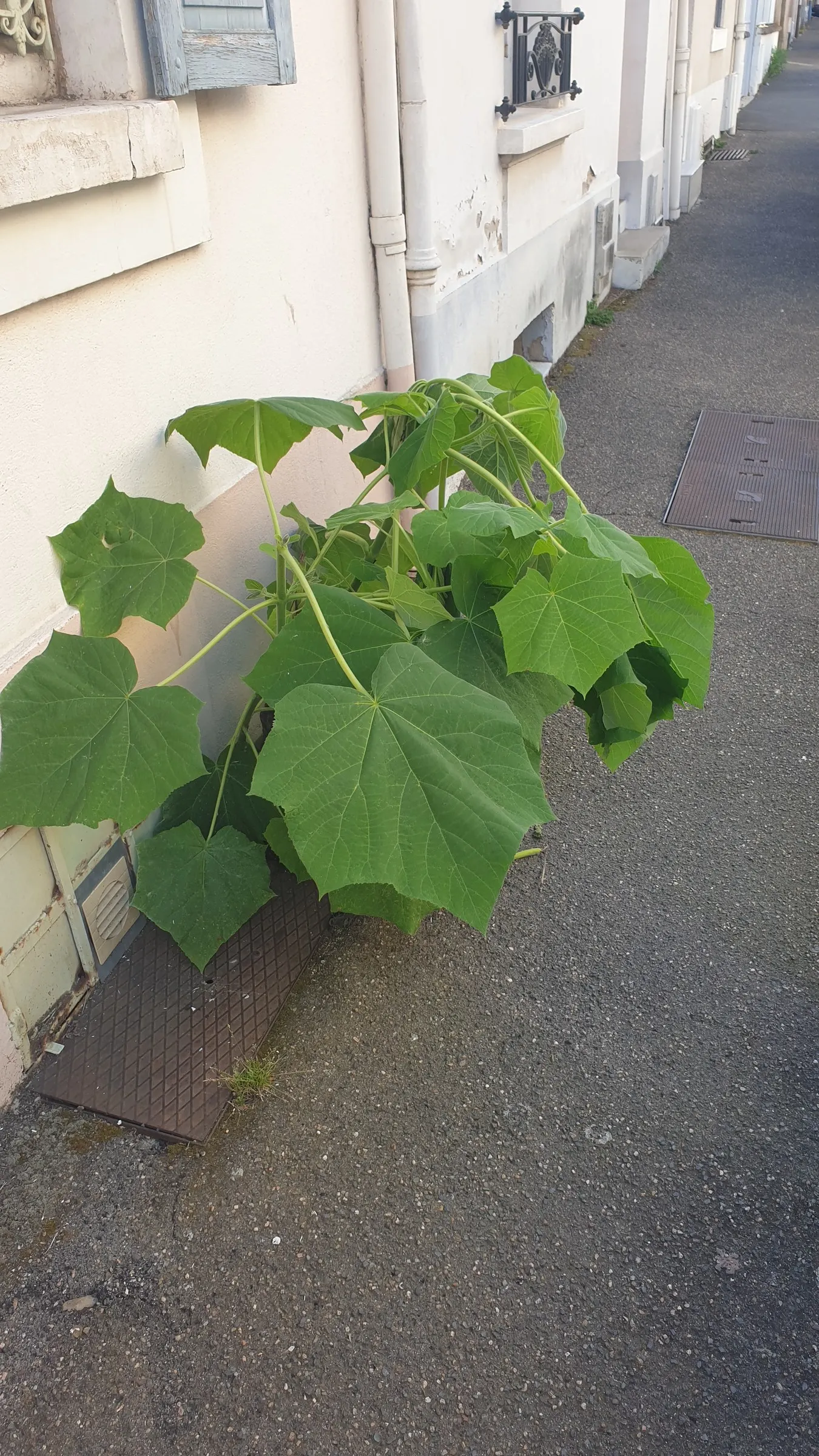 Empress Tree (Paulownia Tomentosa) — tree for full; the Empress Tree is an exceptional choice, image 66