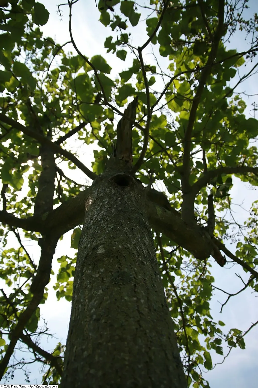 Empress Tree (Paulownia Tomentosa) — this tree prefers full sun; this deciduous tree can soar to heights ranging from 30 to 50 feet, image 93
