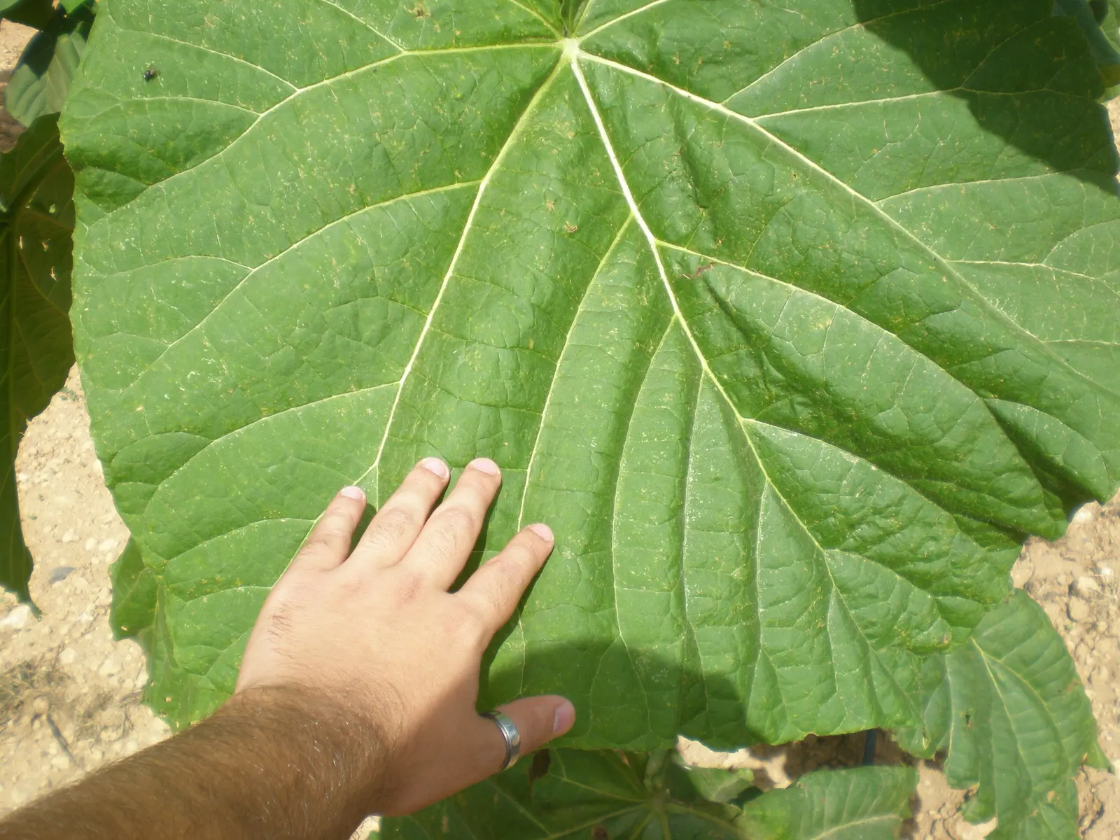 Empress Tree (Paulownia Tomentosa) — this species prefers moist; it is adaptable but favors well-drained soils, image 61