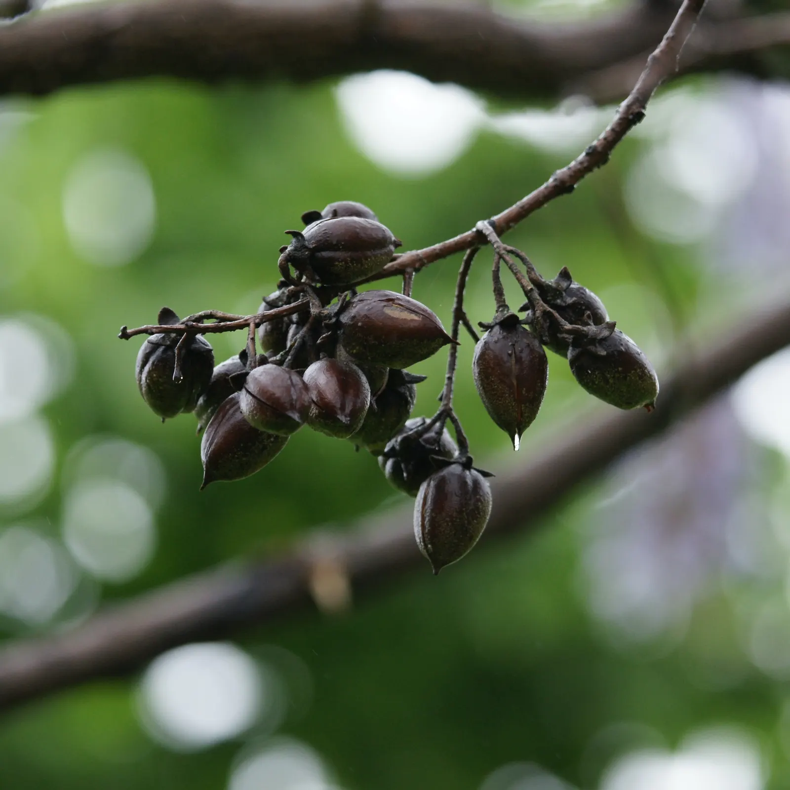 Empress Tree (Paulownia Tomentosa) — and is renowned for its astonishing growth rate and impressive canopy