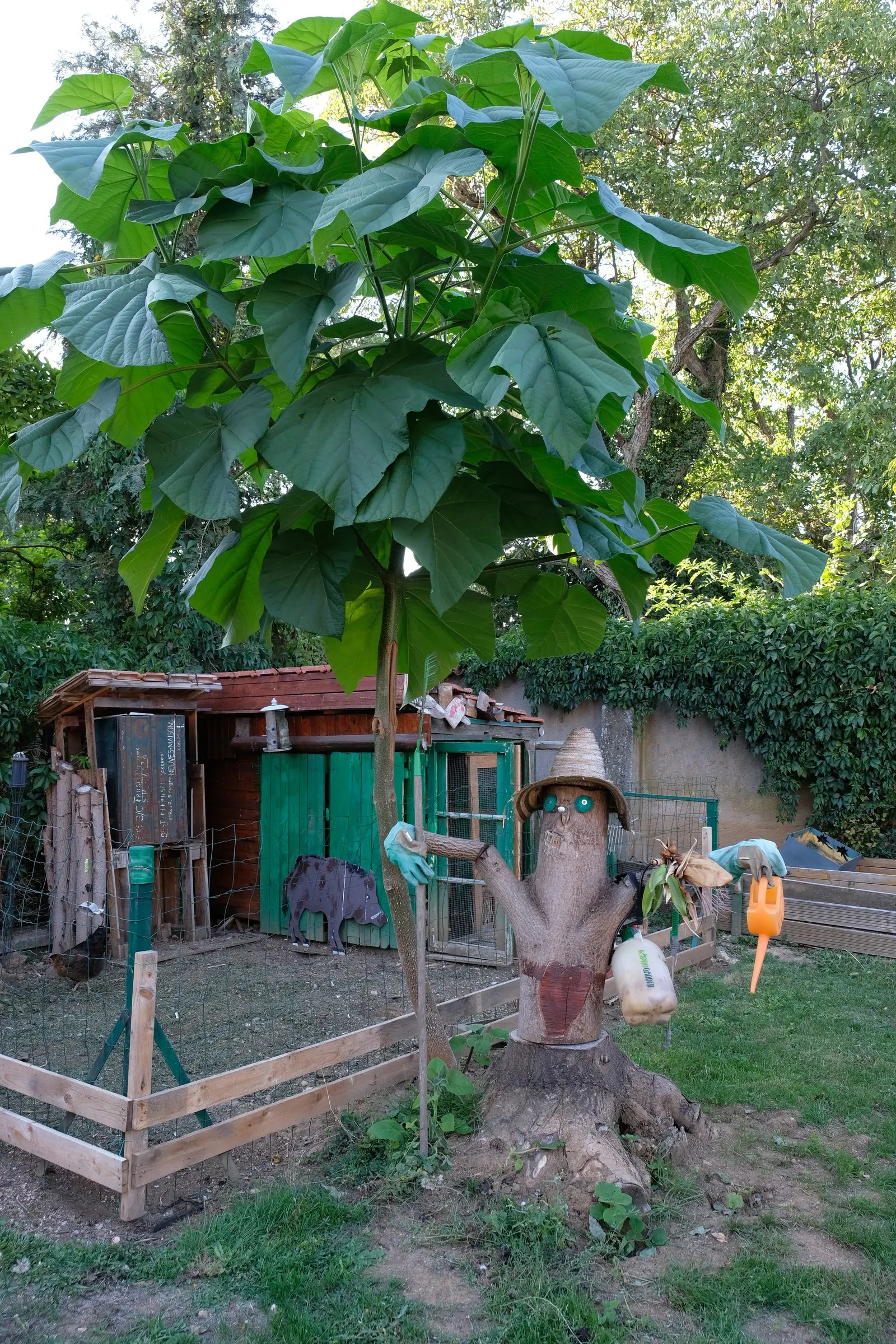 Empress Tree (Paulownia Tomentosa) — this species prefers moist; it is adaptable but favors well-drained soils, image 83