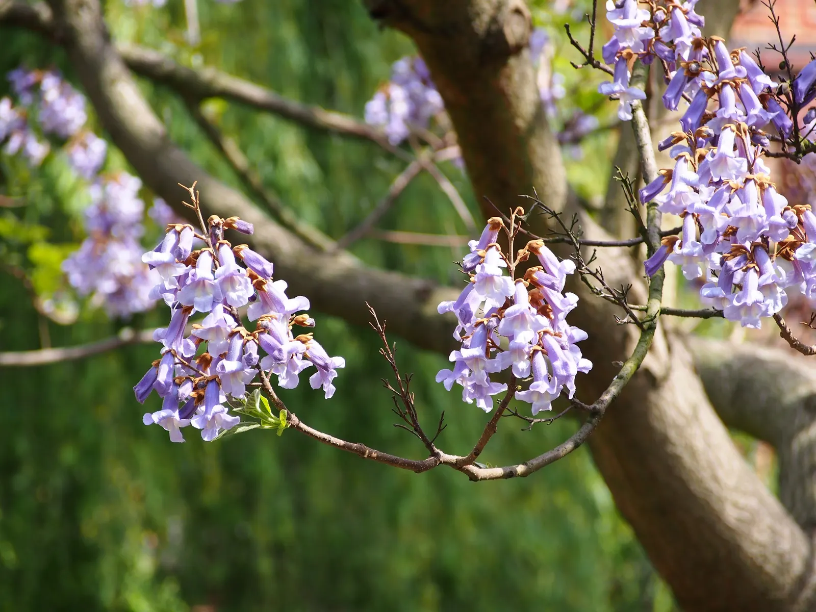 Empress Tree (Paulownia Tomentosa) — The Empress Tree (Paulownia tomentosa); fragrant lavender blossoms in spring, image 67