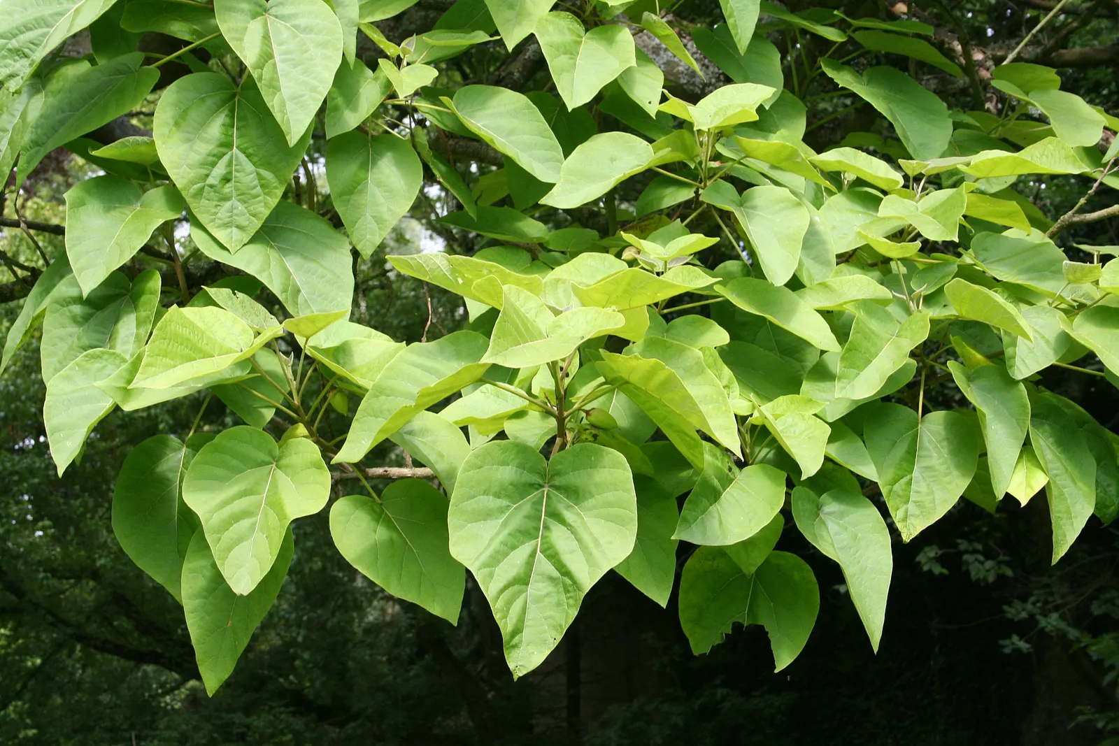 Empress Tree (Paulownia Tomentosa) — well-drained soils with a pH level between 5.5 and 7.0; often before the heart-shaped leaves unfurl, image 84