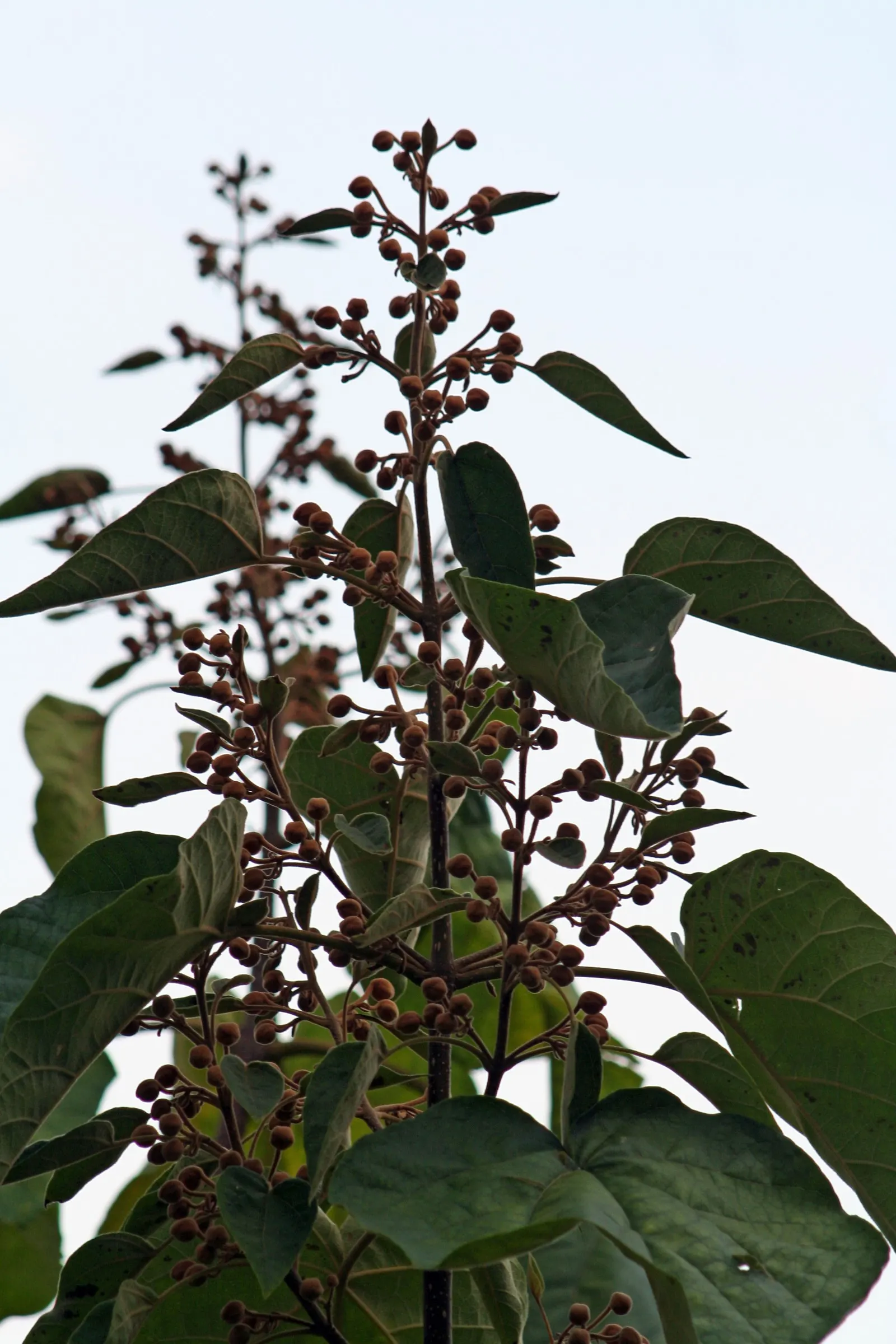 Empress Tree (Paulownia Tomentosa) — lavender flowers in the garden; this tree prefers full sun, image 64